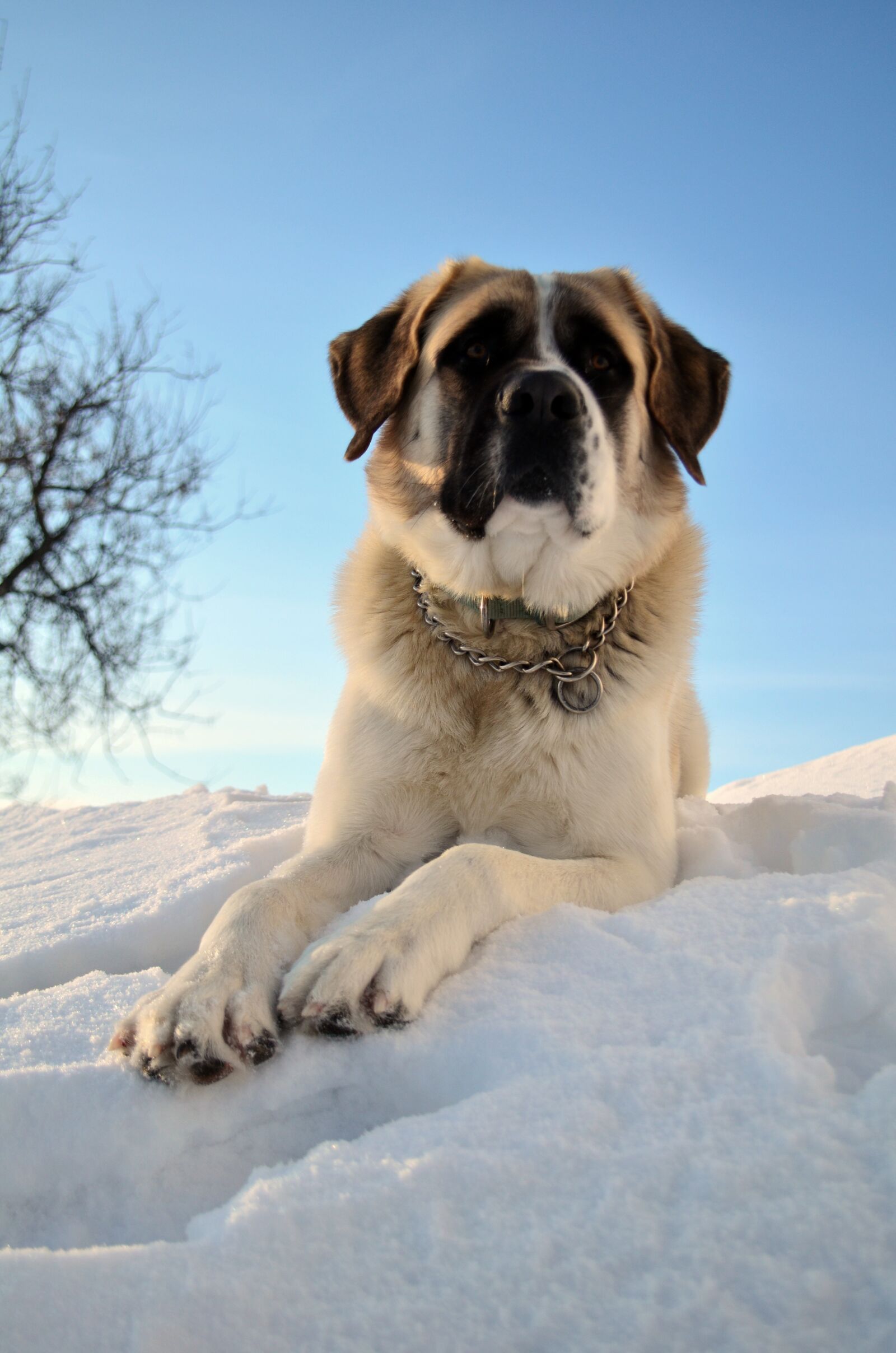 Nikon D5100 sample photo. Dog, pet, sky photography