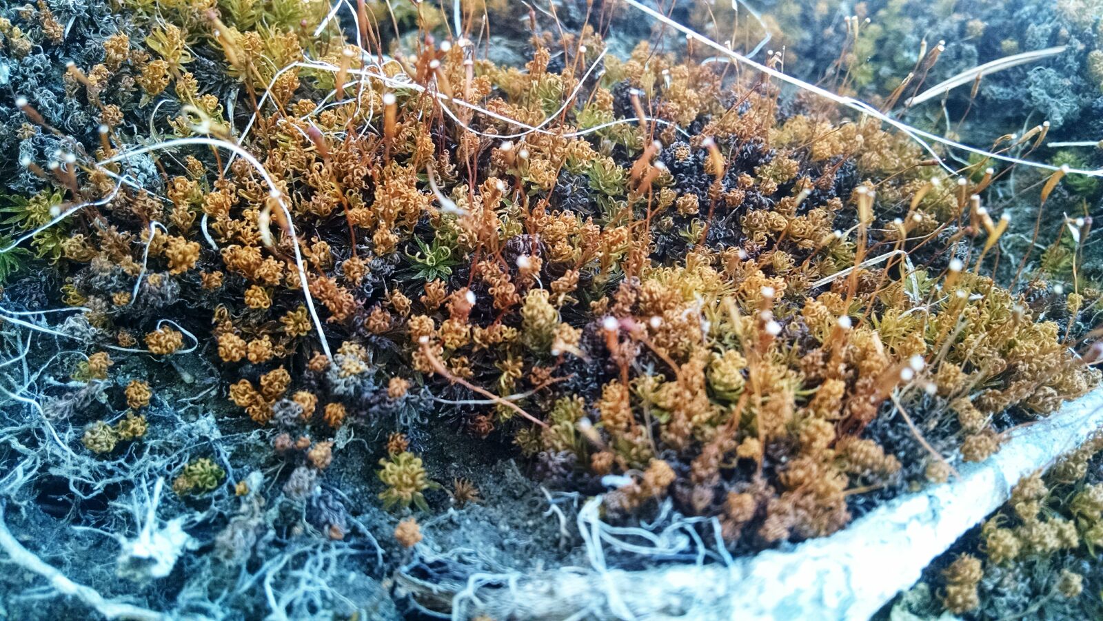 Motorola Moto X (1st Gen) sample photo. Curl, moss, plant photography