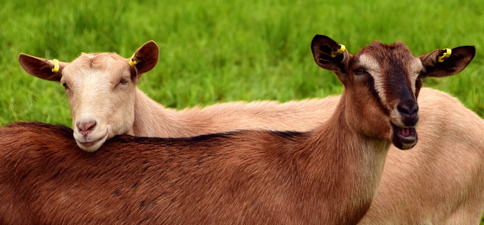 Nikon D3300 sample photo. Animal, portrait, goat, grass photography