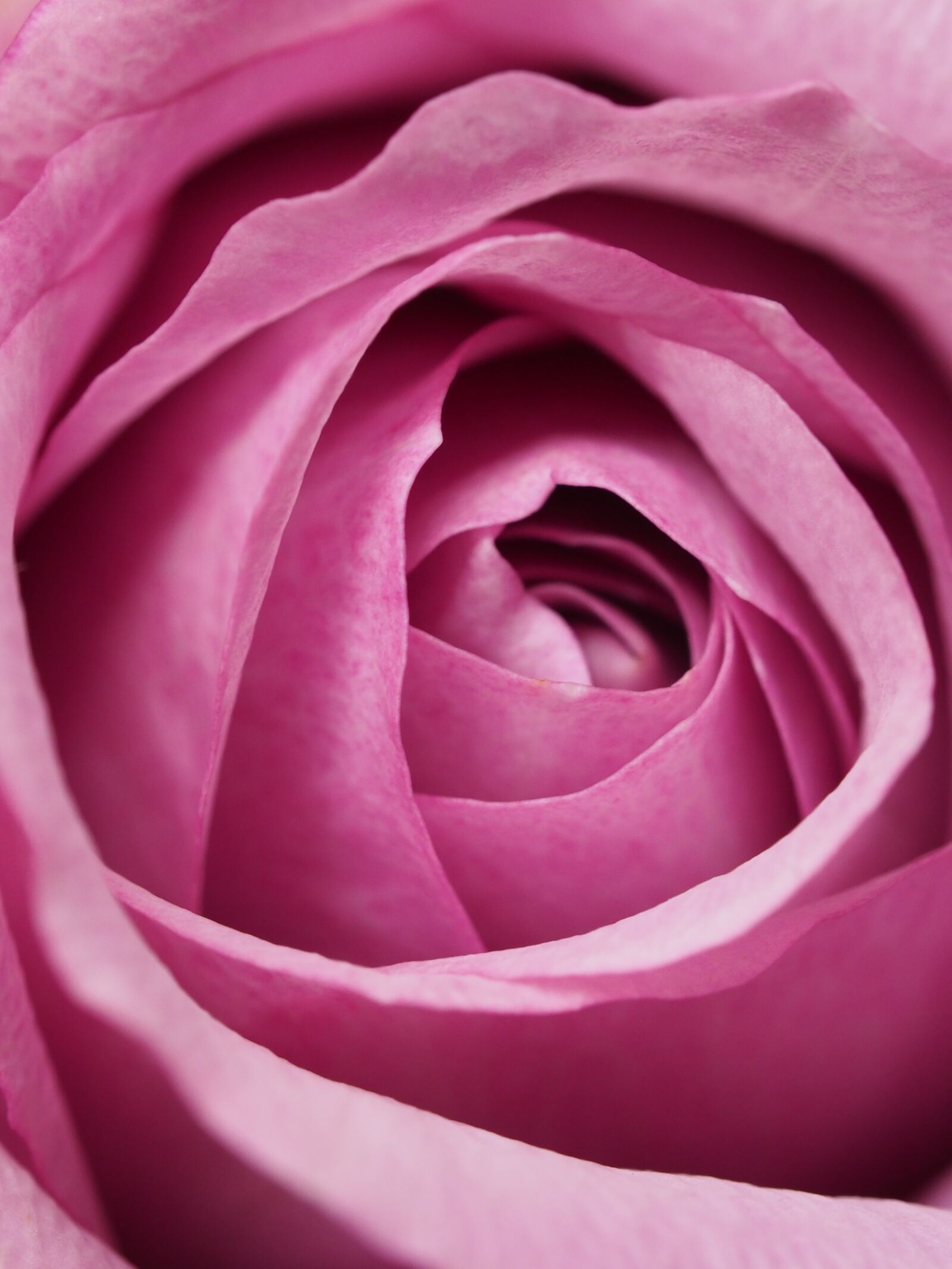 Olympus M.Zuiko Digital ED 60mm F2.8 Macro sample photo. Affection, rose, darling photography