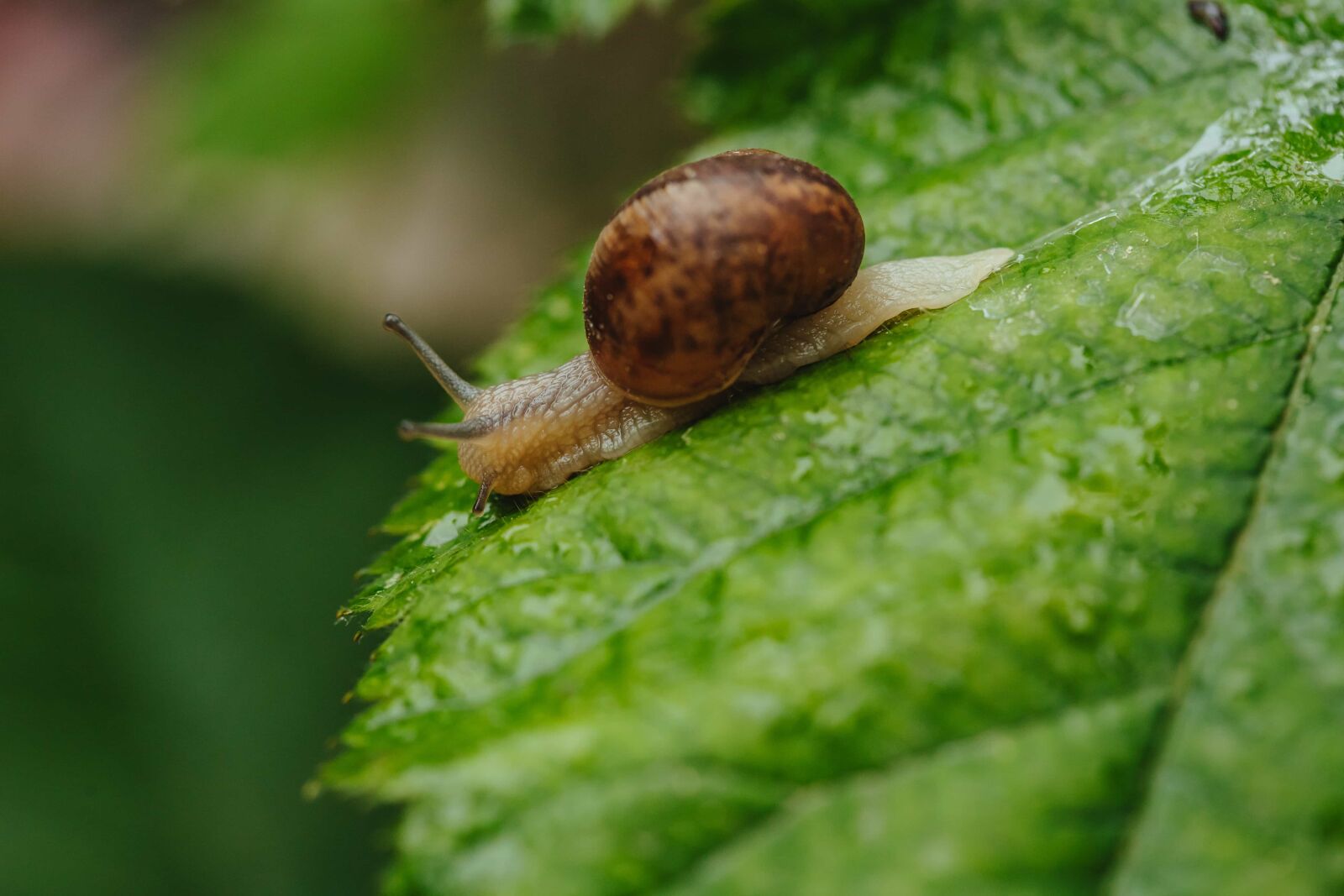 Canon EF 100mm F2.8 Macro USM sample photo. Crawl, slime, snail, wildlife photography