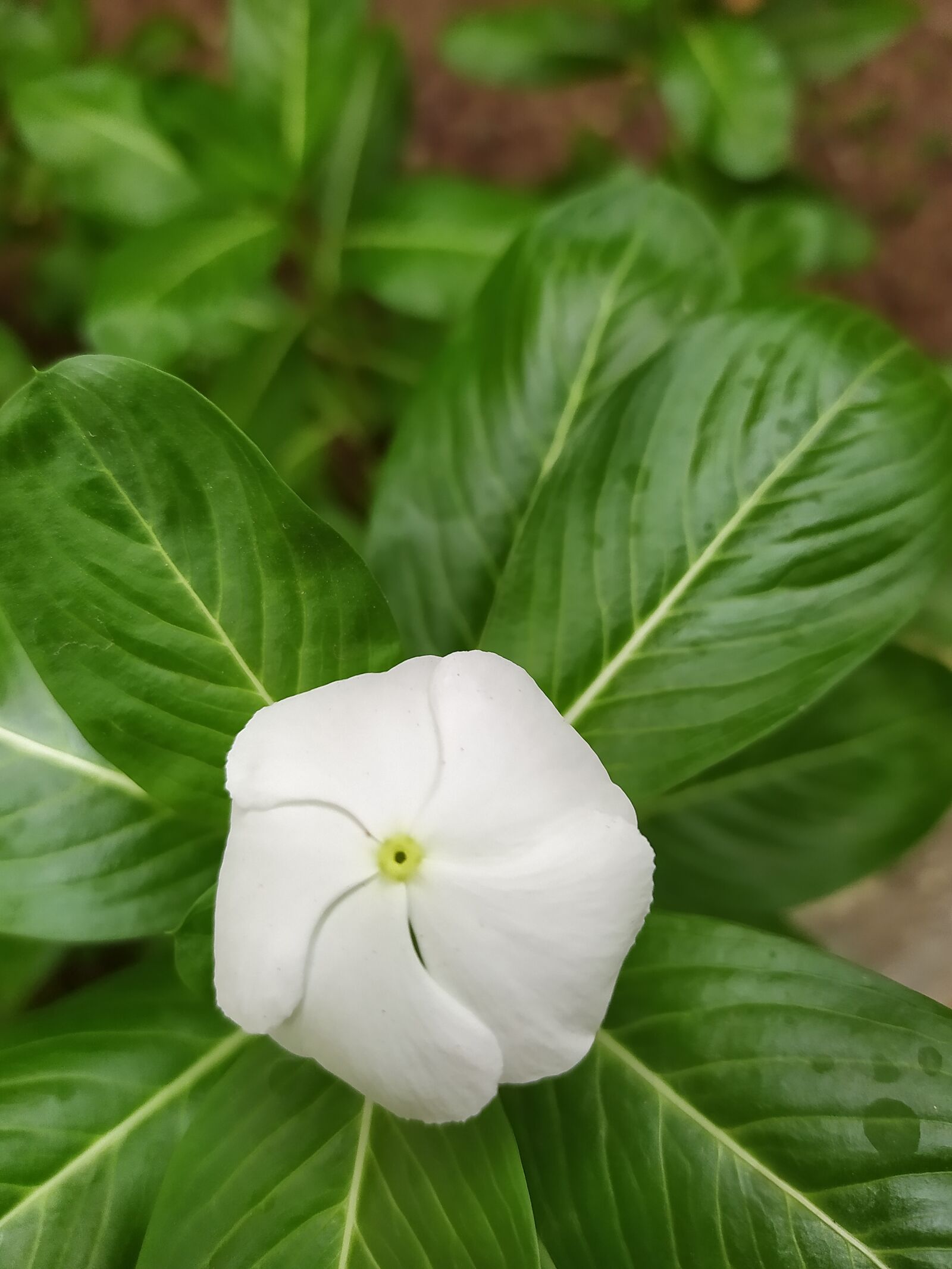 Xiaomi Redmi Note 8 sample photo. White flower, greenish, pleasant photography