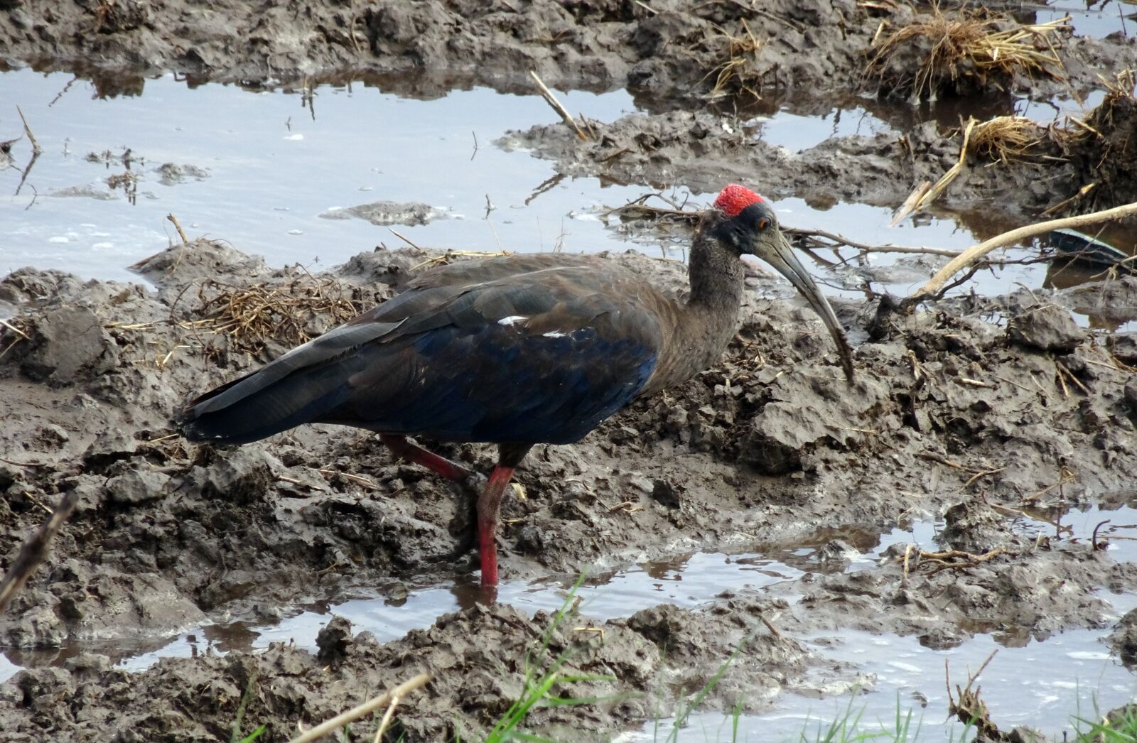 Sony Cyber-shot DSC-HX90V sample photo. Bird, red-naped ibis, pseudibis photography
