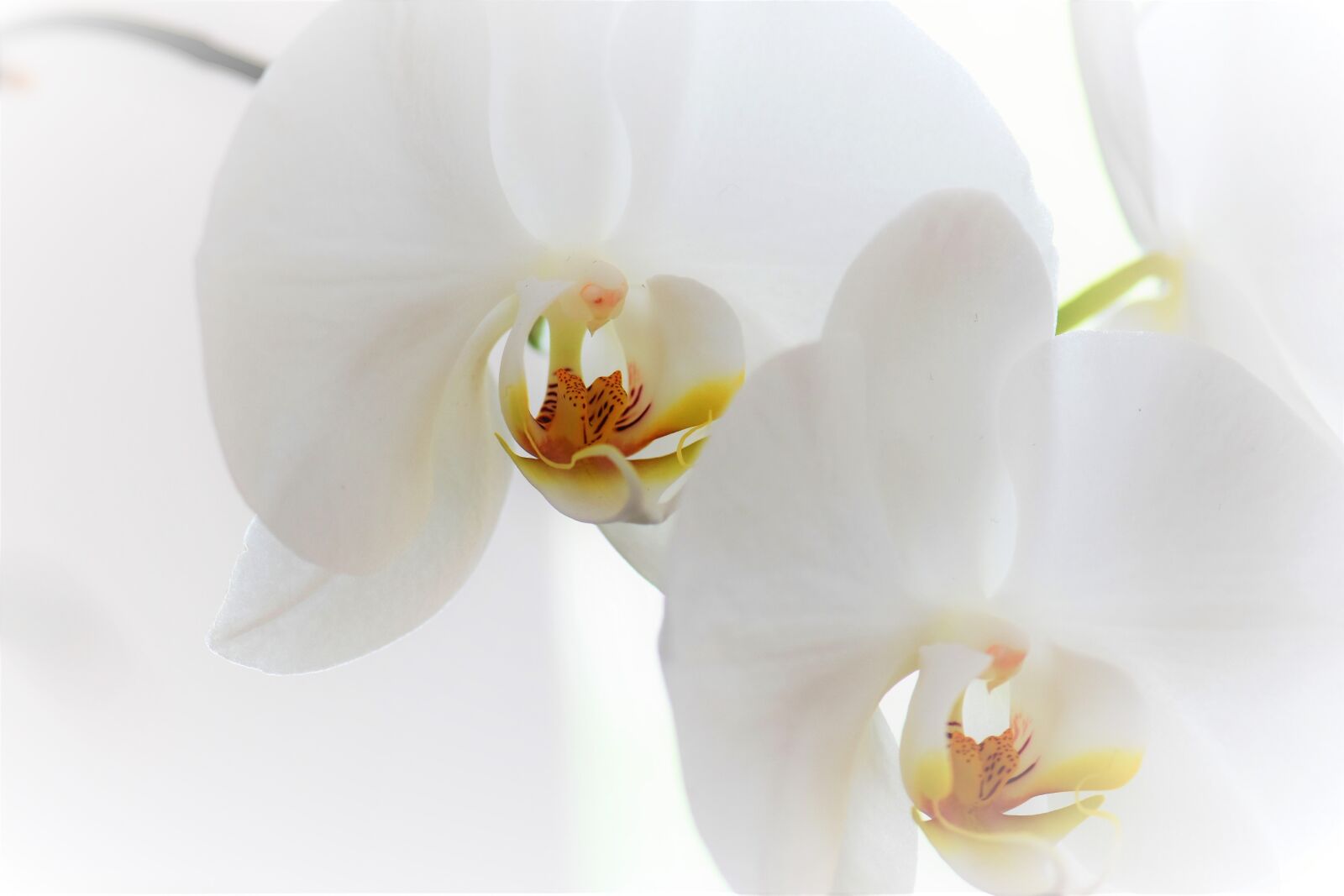 Nikon D5500 sample photo. Orchid, flower, blossom photography