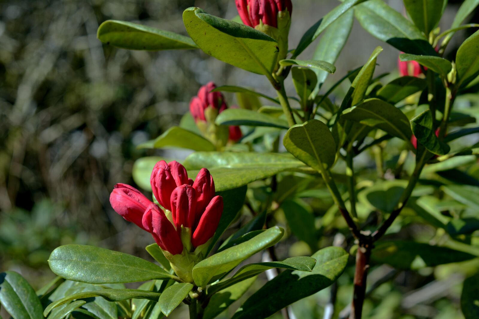 Nikon D7100 sample photo. Rhododendron, bud, spring photography