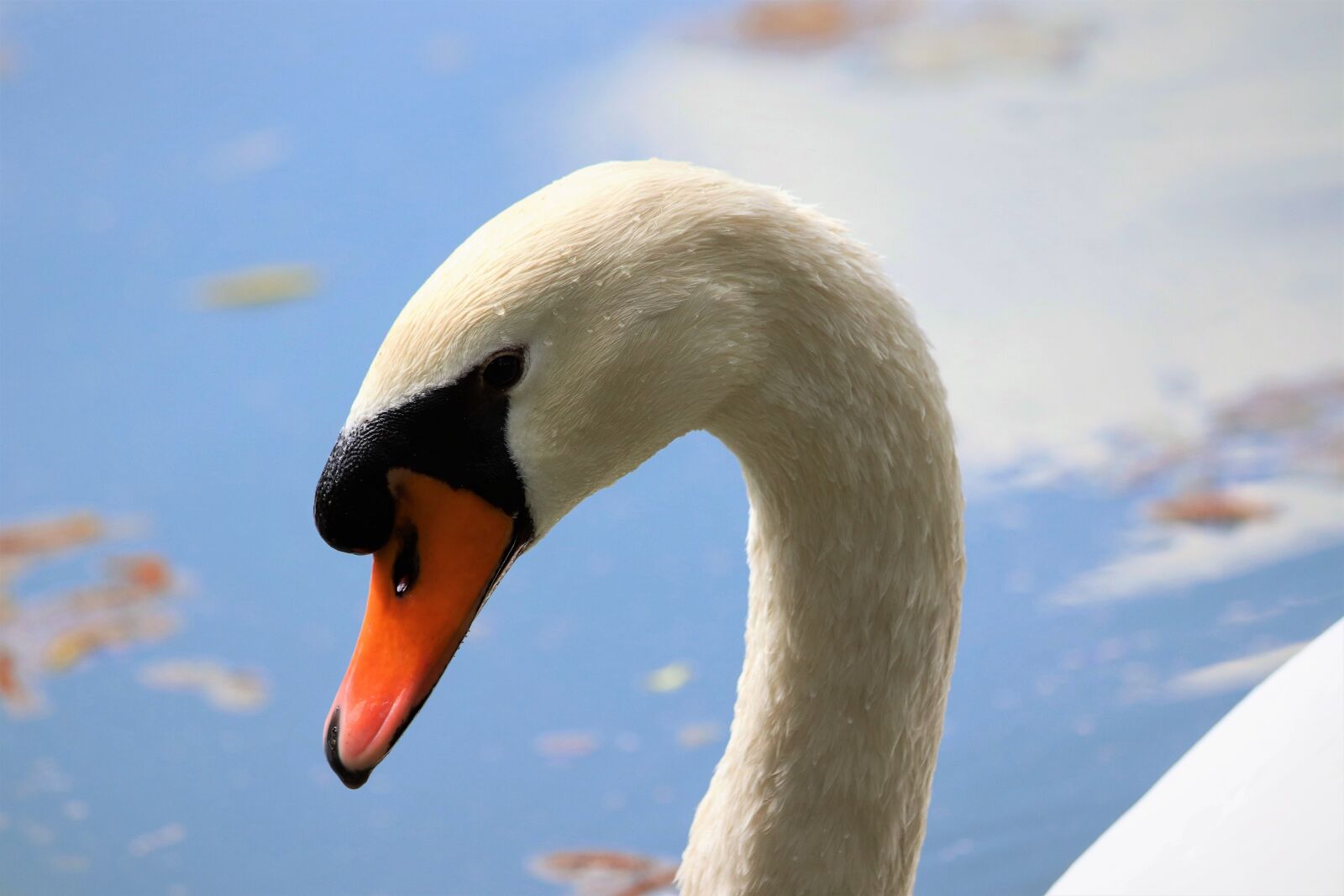 Canon EOS 200D (EOS Rebel SL2 / EOS Kiss X9) sample photo. White swan, head, elegant photography