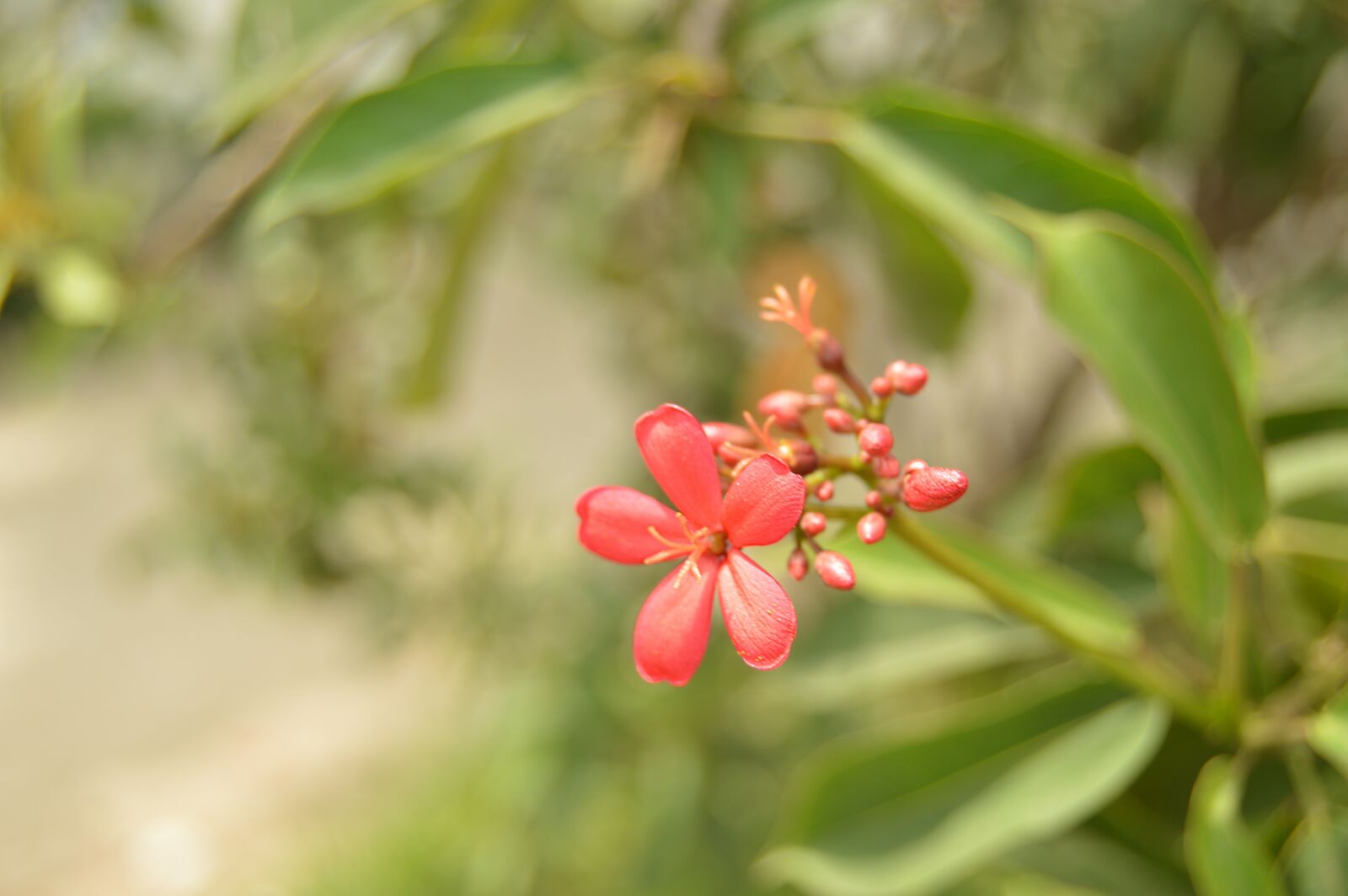 Nikon D3200 sample photo. Flower, garden, nature photography
