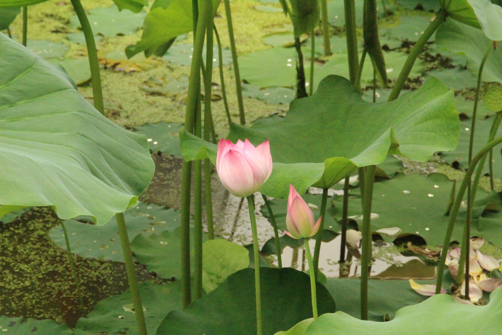 Canon EOS 600D (Rebel EOS T3i / EOS Kiss X5) sample photo. Lotus, summer, flower photography