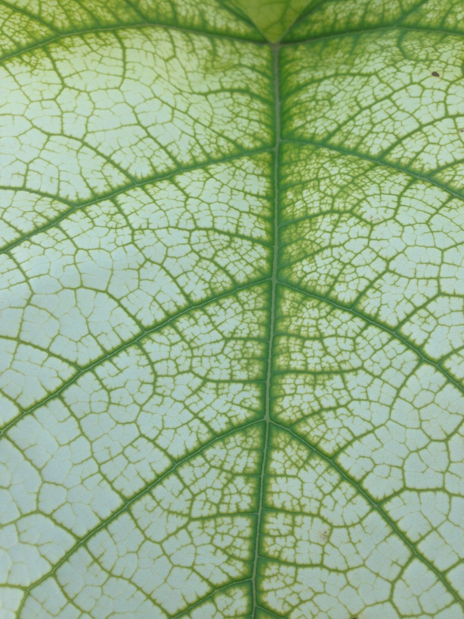 Apple iPhone 5 sample photo. Chlorophyll, vegetation, plant photography