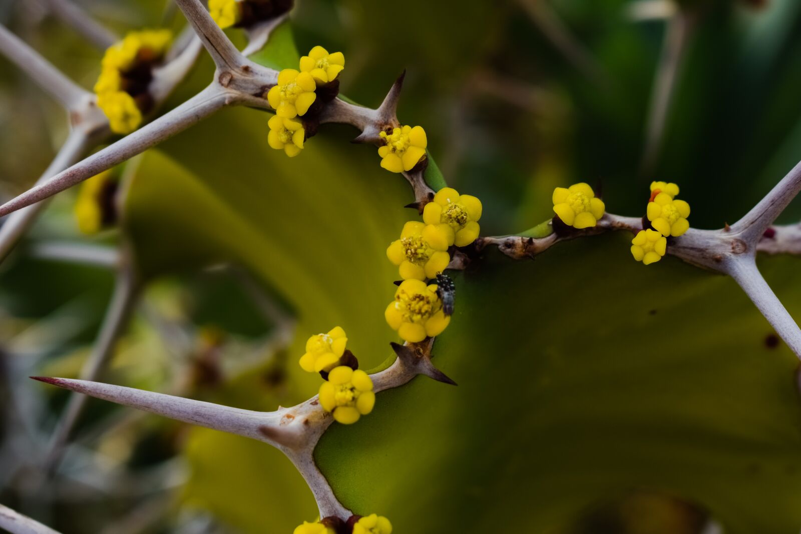 Nikon D3300 sample photo. Cactus, thorns, flowers photography