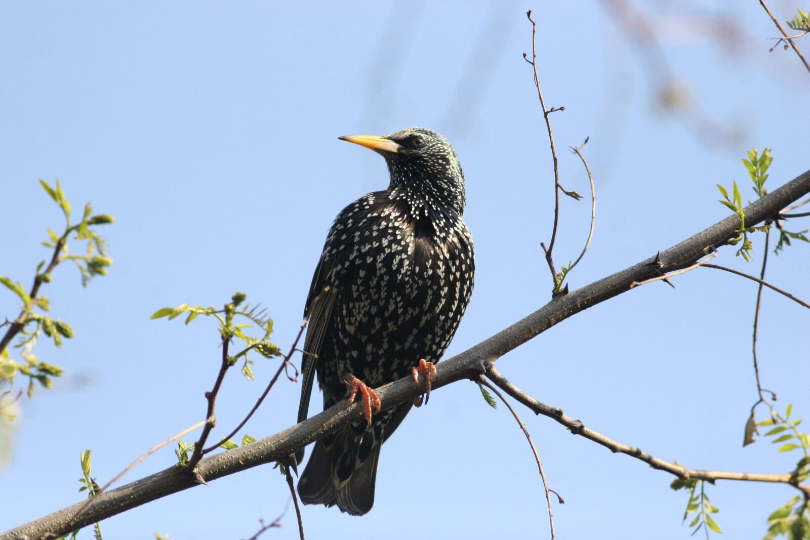 Canon EOS 20D sample photo. Bird, nature, wildlife photography