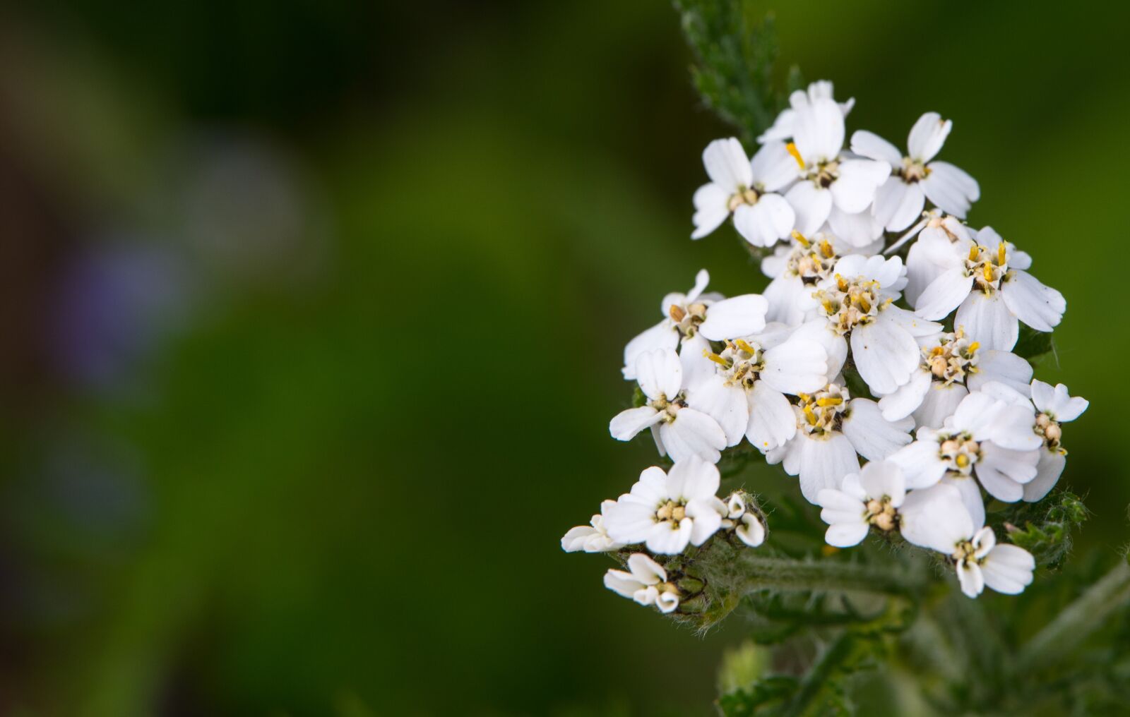 Nikon D810 sample photo. White flower, natural, flora photography