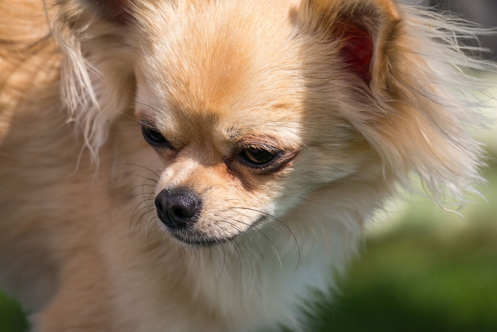 Samsung NX 50-200mm F4-5.6 ED OIS sample photo. Chihuahua, dog, chiwawa photography