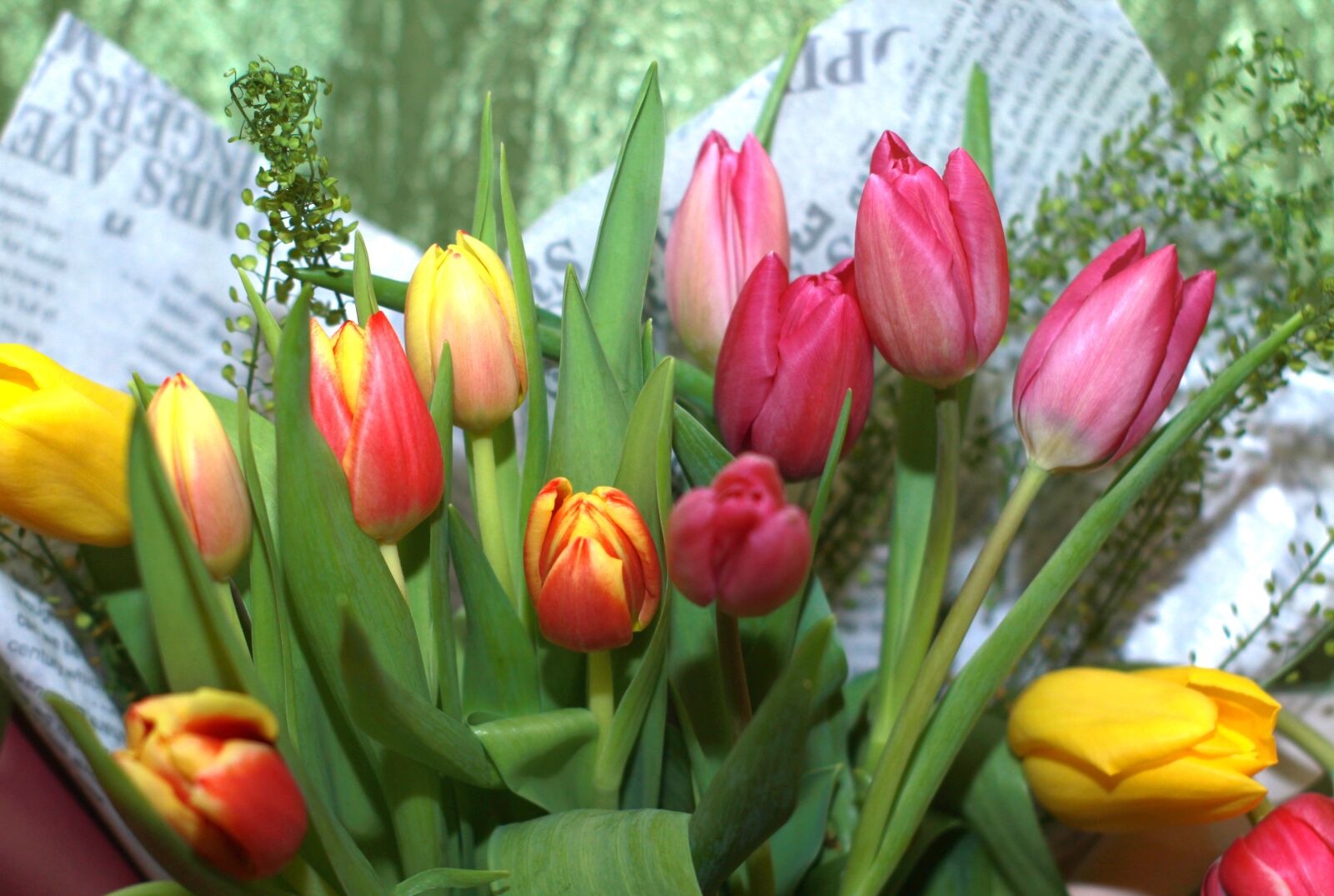 Canon EOS 1200D (EOS Rebel T5 / EOS Kiss X70 / EOS Hi) sample photo. March, tulip, spring photography