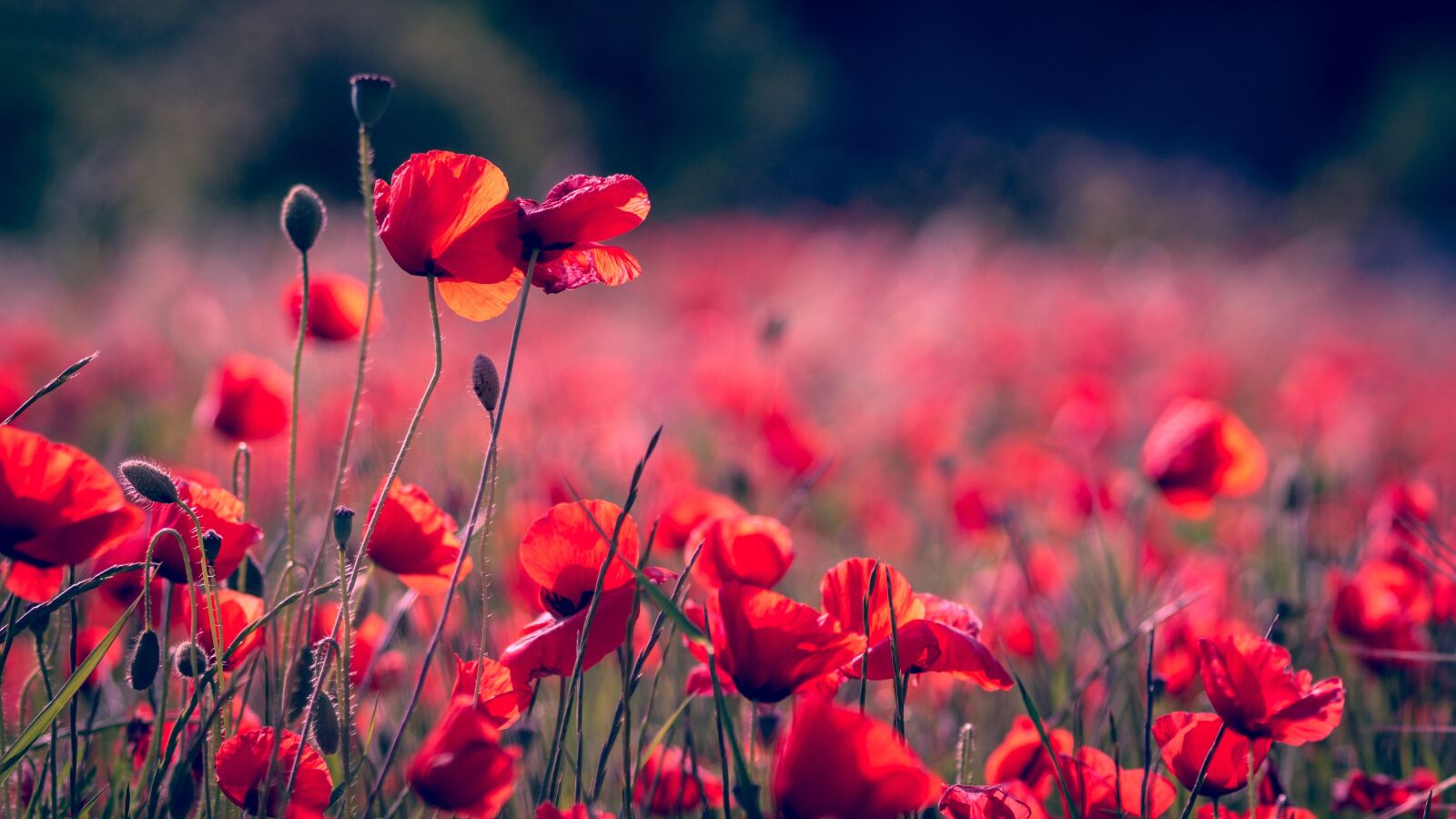 Sony SLT-A58 sample photo. Poppies, nature, plant photography