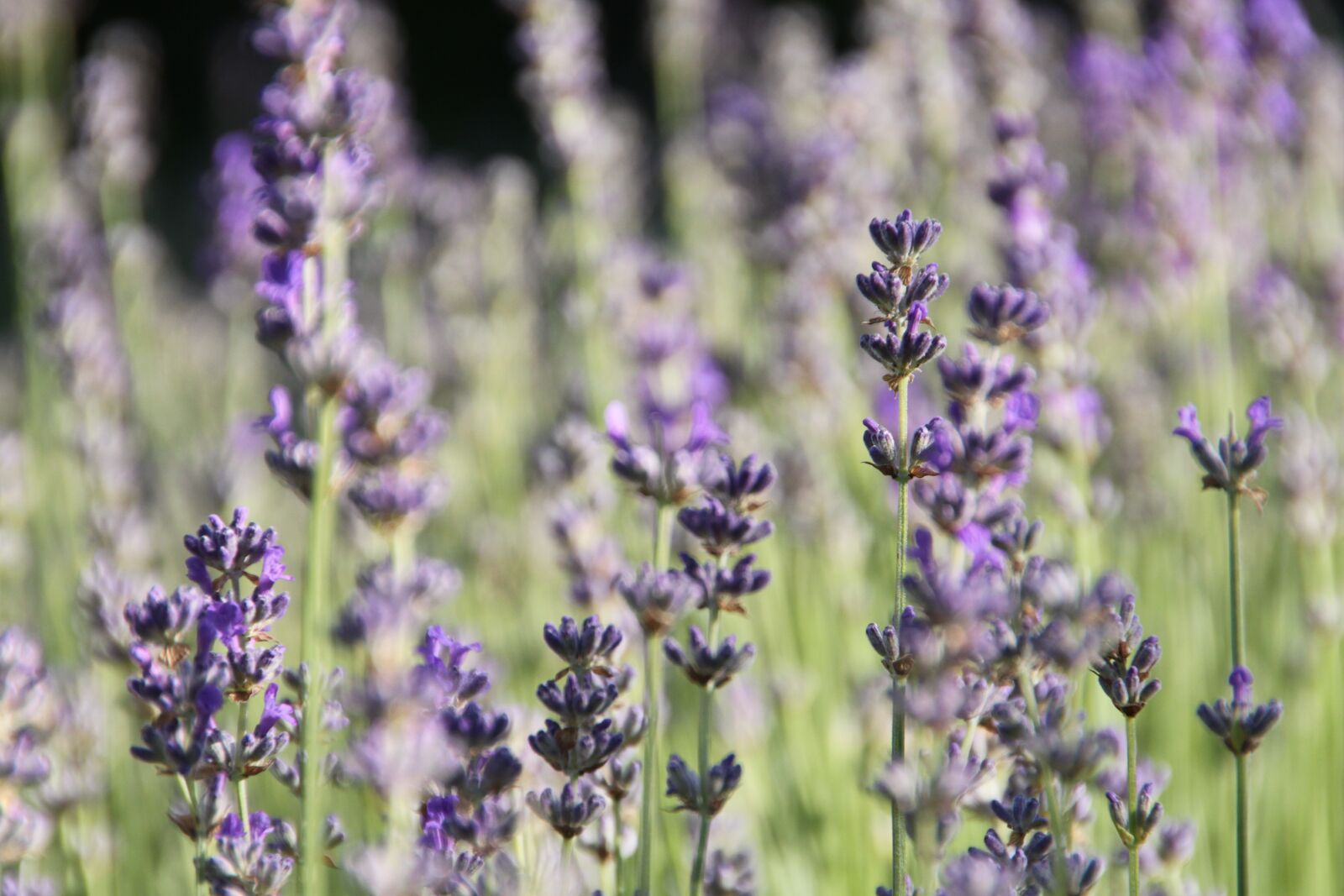 Canon EOS 500D (EOS Rebel T1i / EOS Kiss X3) sample photo. Lavender, flowers, violet photography