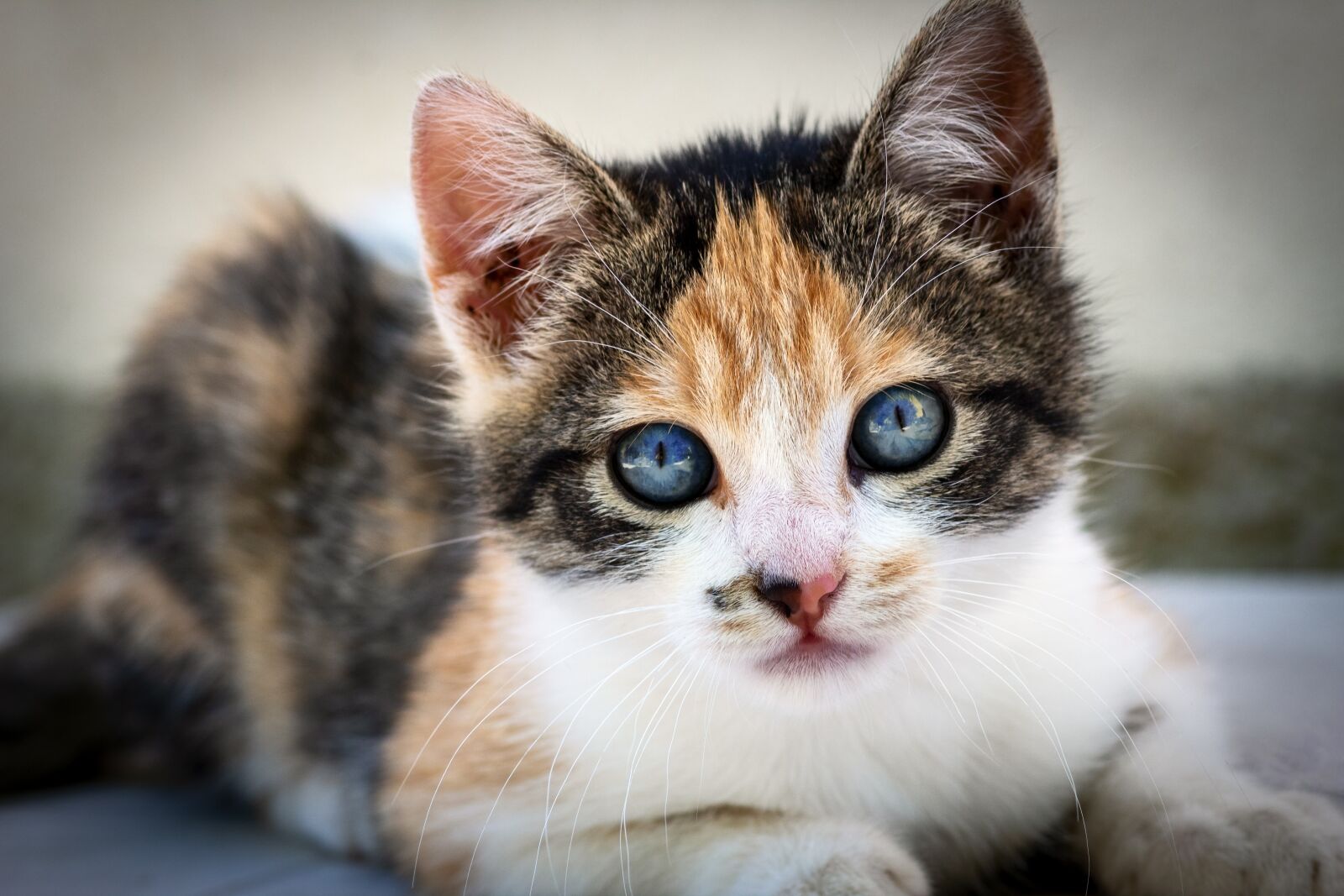 Canon EOS 1300D (EOS Rebel T6 / EOS Kiss X80) sample photo. Cat, feline, portrait photography