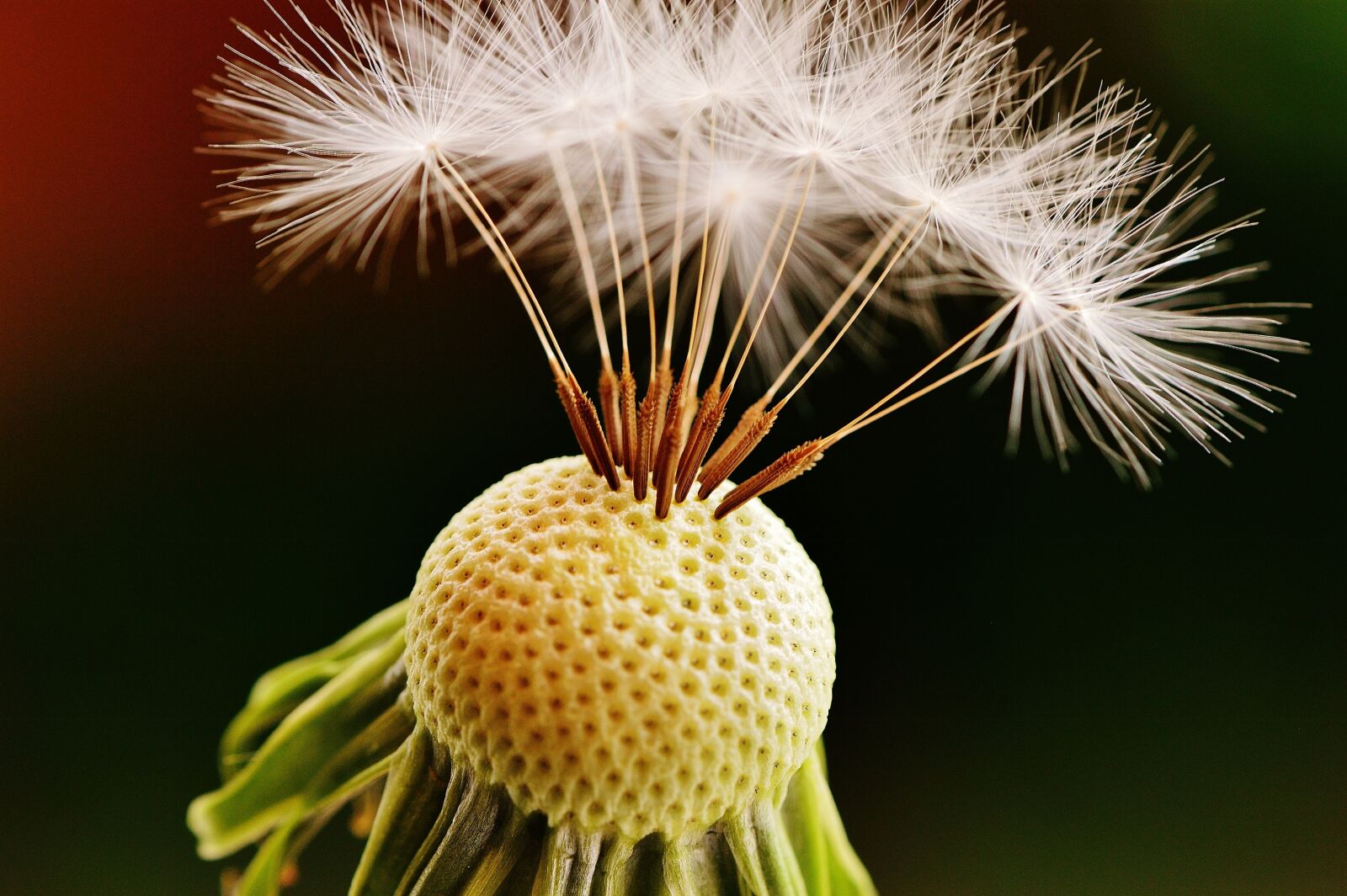 Nikon D3200 sample photo. Dandelion, plant, nature photography