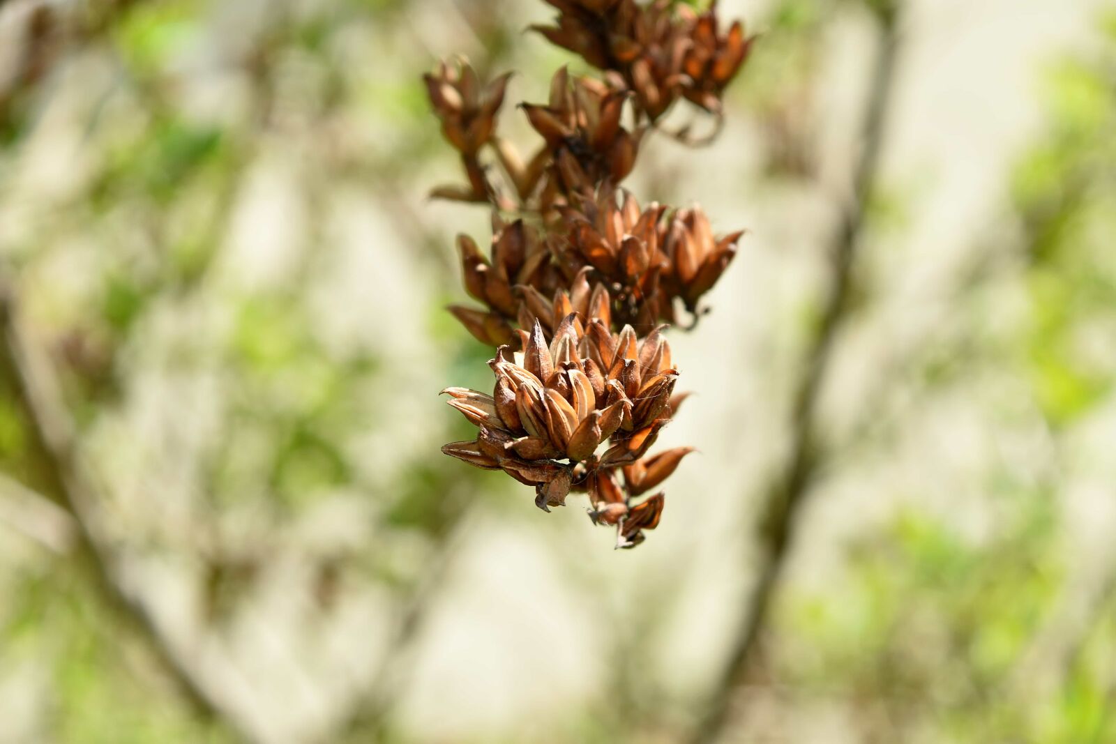 Nikon D5500 sample photo. Herb, leaf, nature, outdoors photography