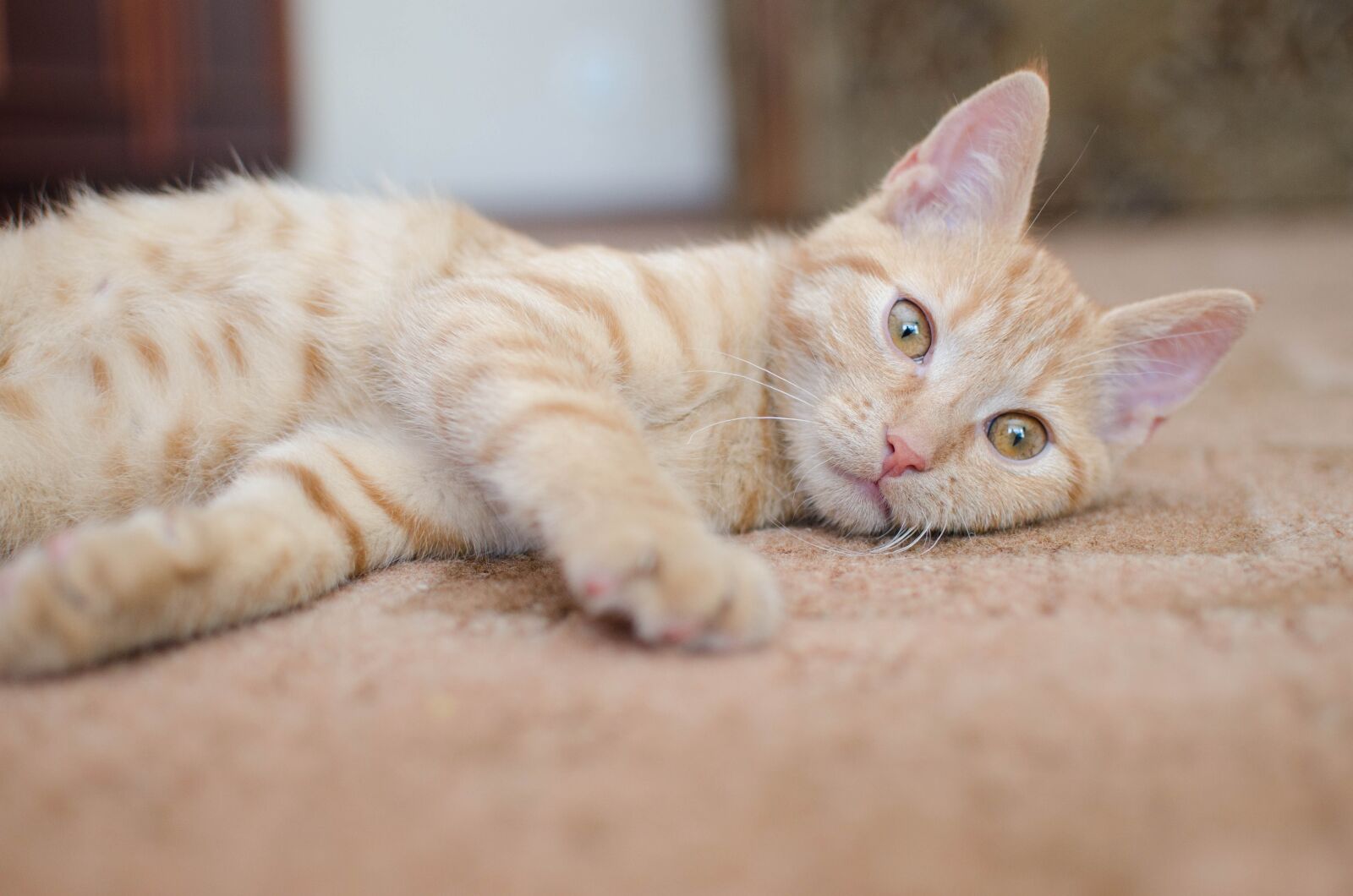 Nikon D7000 sample photo. Cat, red cat, rest photography
