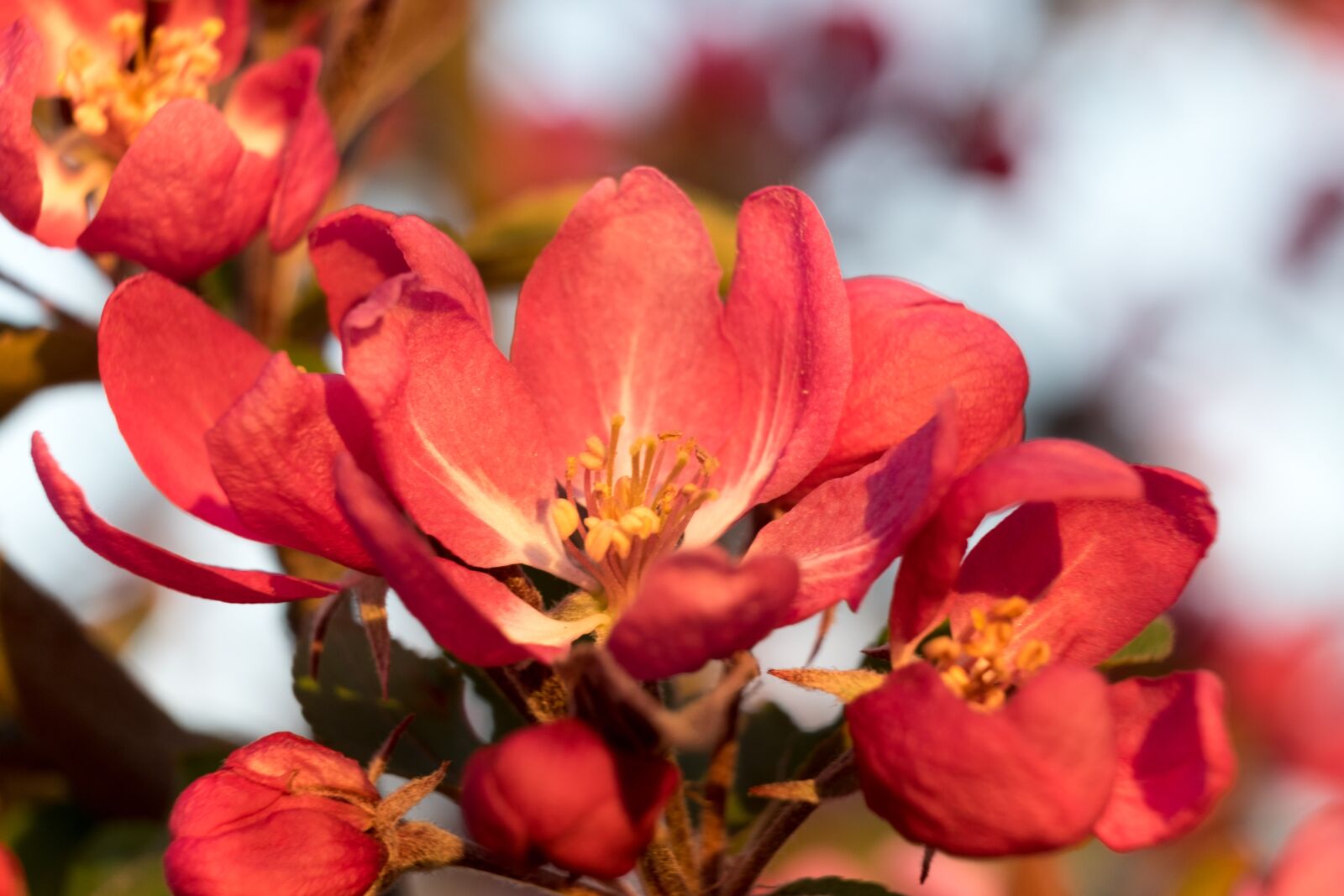 Fujifilm XF 55-200mm F3.5-4.8 R LM OIS sample photo. Flower, apple, heavenly photography