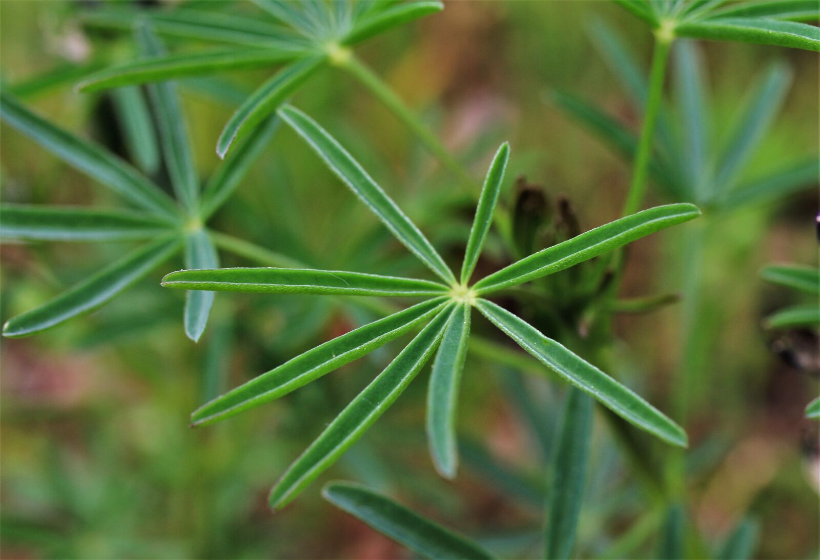 Canon EF-S 35mm F2.8 Macro IS STM sample photo. Blue lupine, lupins, narrow-leaved photography