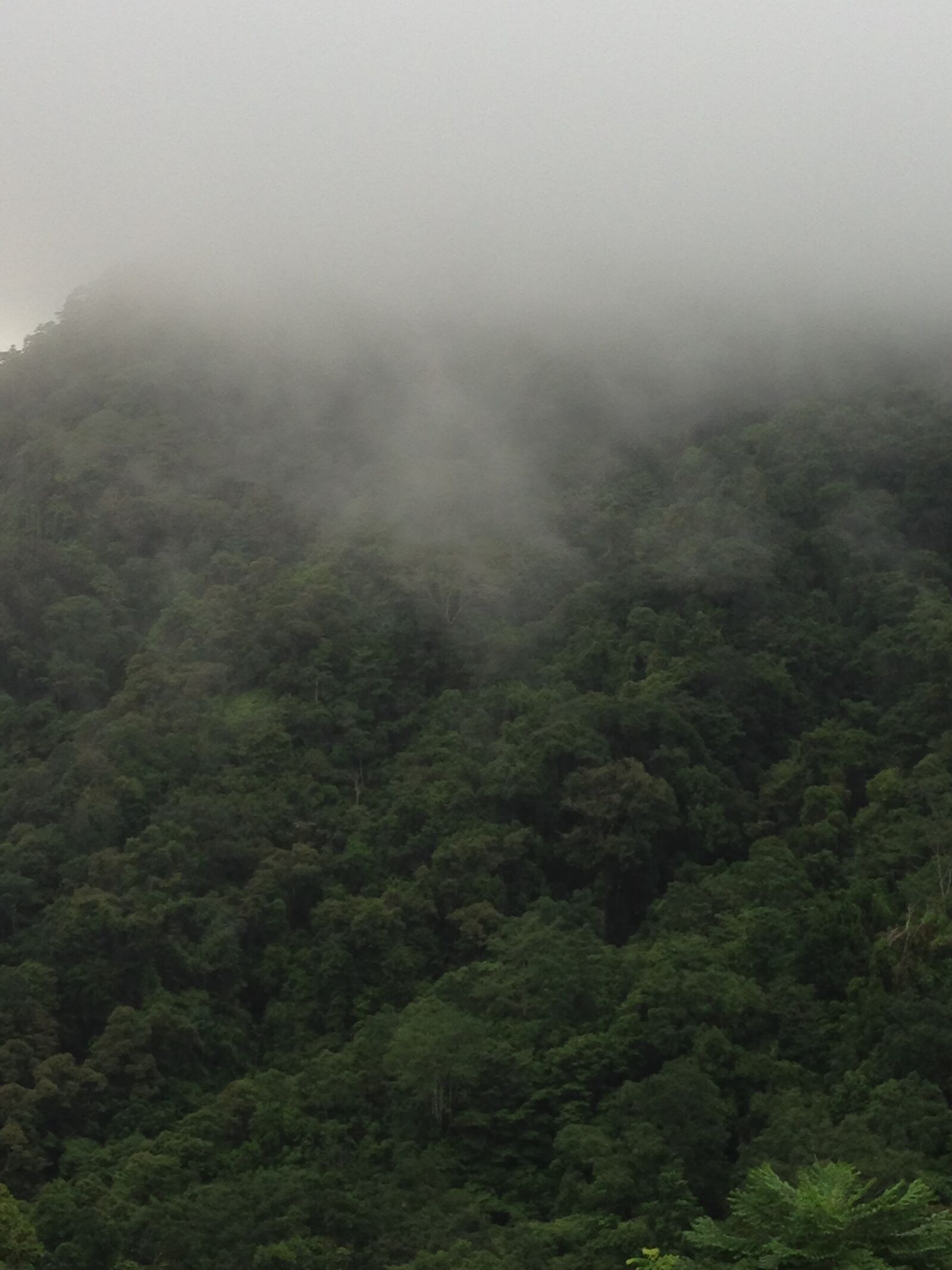 iPhone 5 back camera 4.12mm f/2.4 sample photo. Mist, fog, rainforest photography