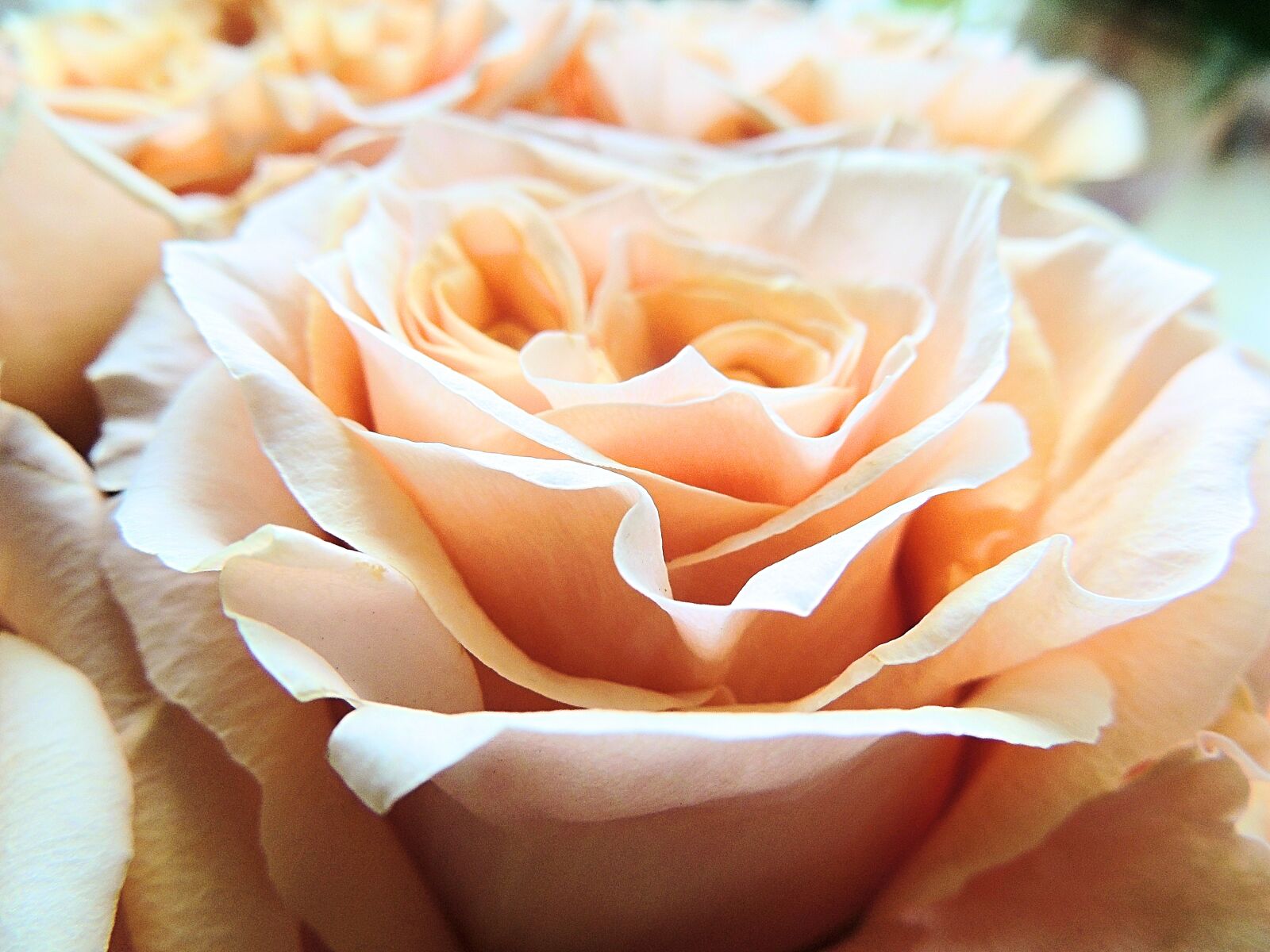 Nikon Coolpix P510 sample photo. Flowers, roses, macro photography
