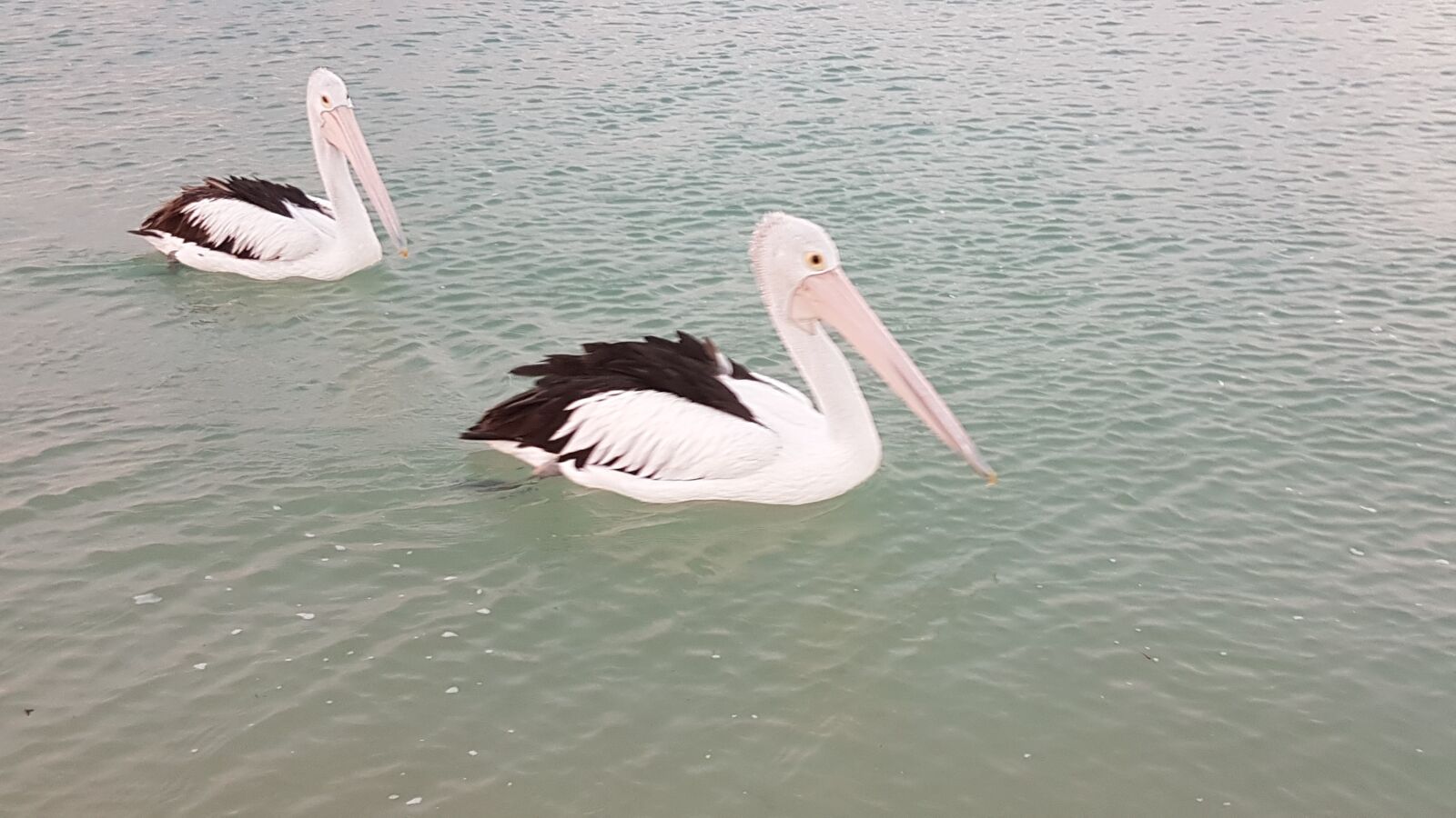 Samsung Galaxy S7 sample photo. Monkey mia, western australia photography