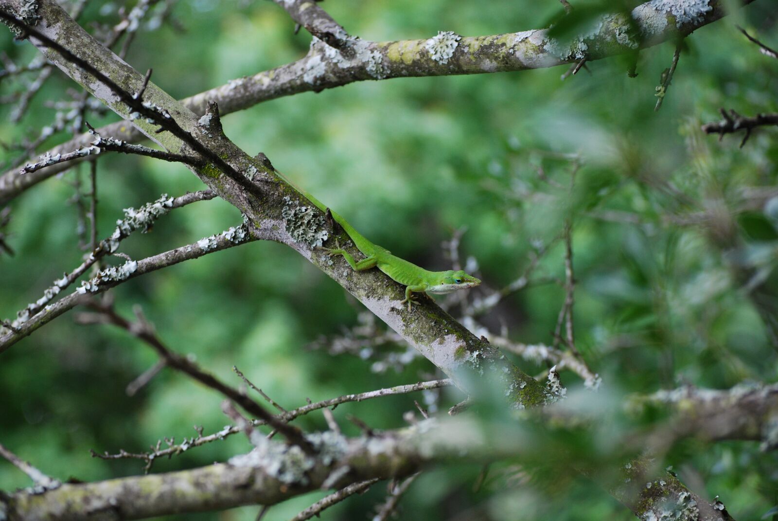 Nikon D40X sample photo. Lizard, reptile, animal photography