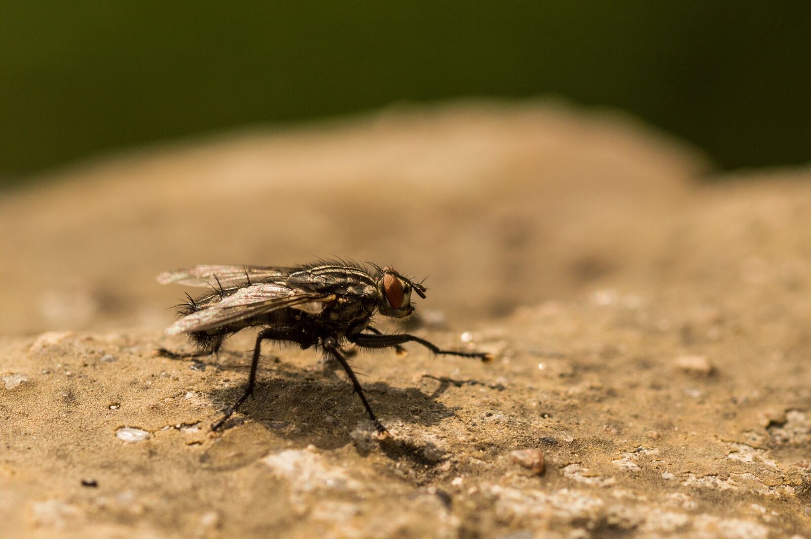 Nikon D3200 sample photo. Fly, macro, insect photography