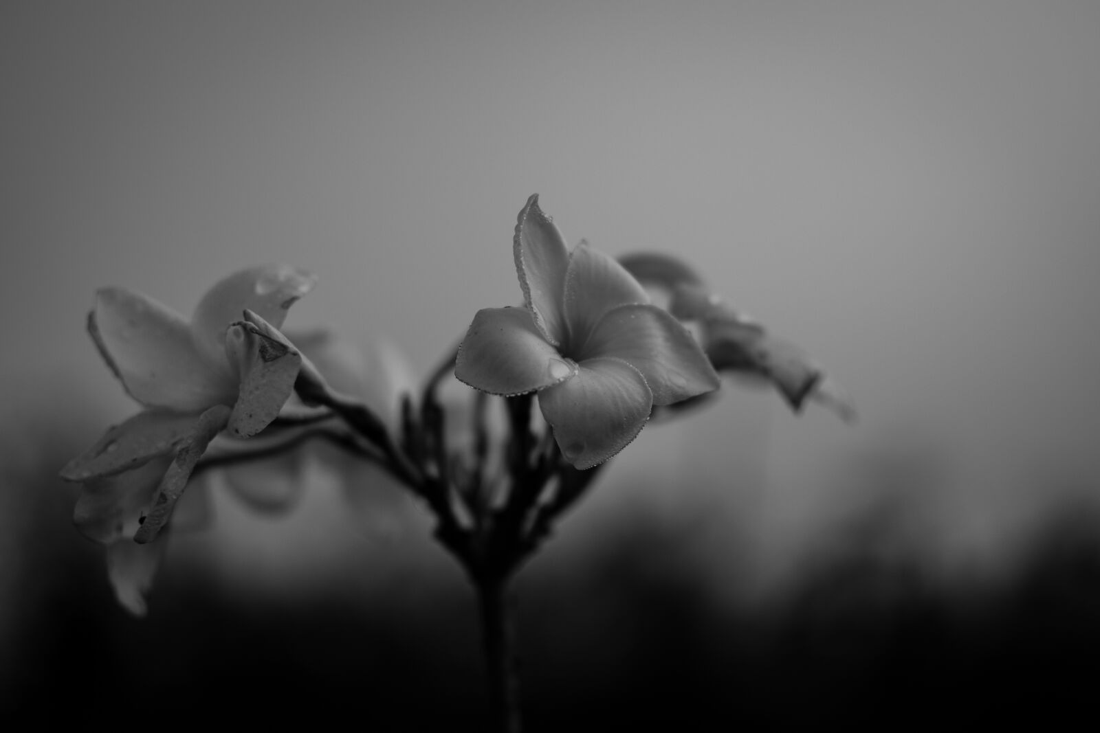 Nikon D3300 sample photo. Black and white, bnw photography
