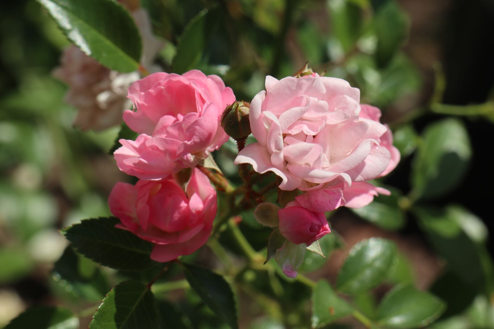 Canon EOS M6 sample photo. Summer, garden, rose photography