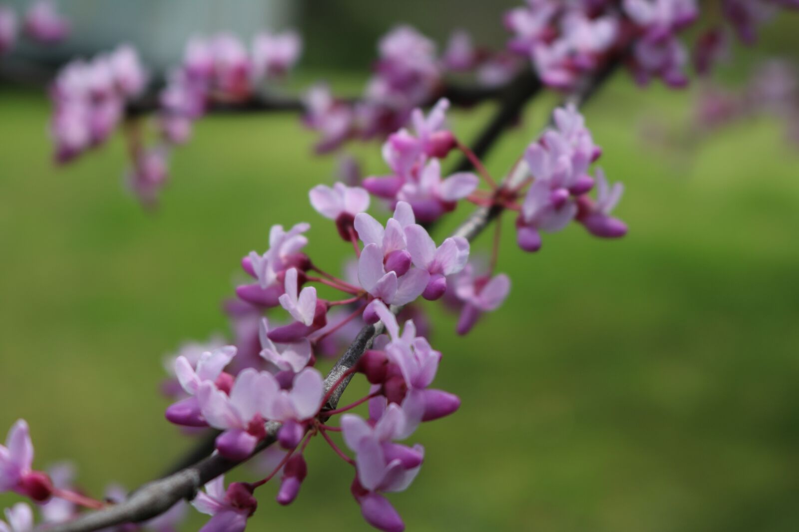 Canon EOS 750D (EOS Rebel T6i / EOS Kiss X8i) sample photo. Nature, trees, scenery photography
