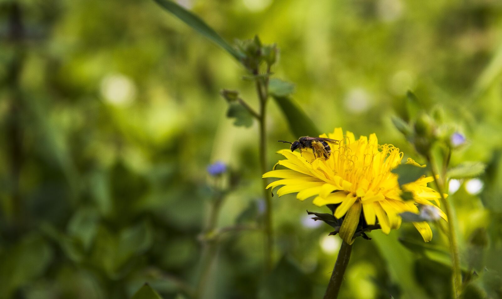 Canon EOS 77D (EOS 9000D / EOS 770D) sample photo. Spring, flowers, yellow photography