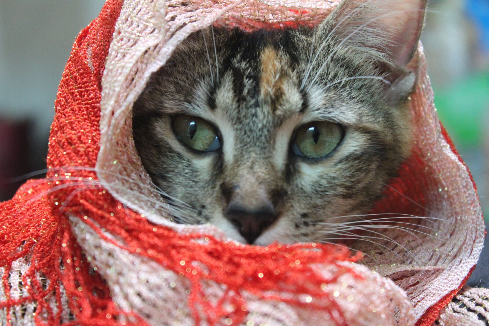 Canon EOS 1300D (EOS Rebel T6 / EOS Kiss X80) sample photo. Kitten, feline, adorable photography