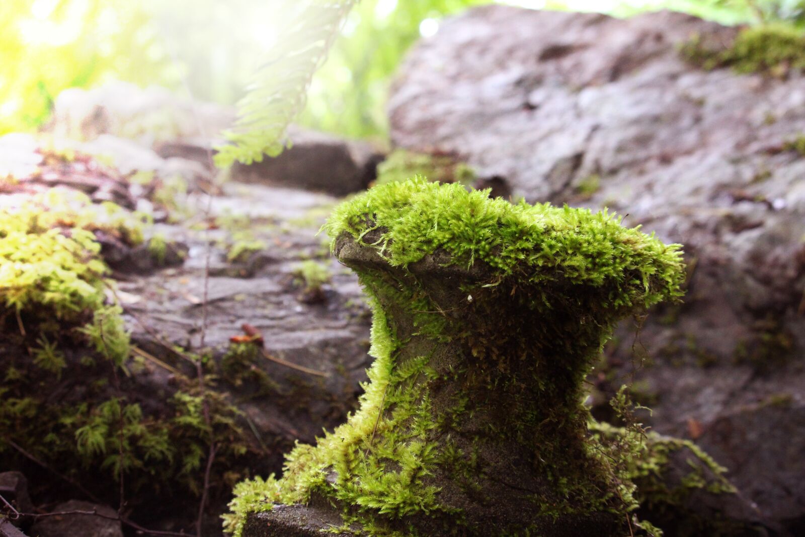 Canon EOS 700D (EOS Rebel T5i / EOS Kiss X7i) sample photo. Nature, moss, plants photography