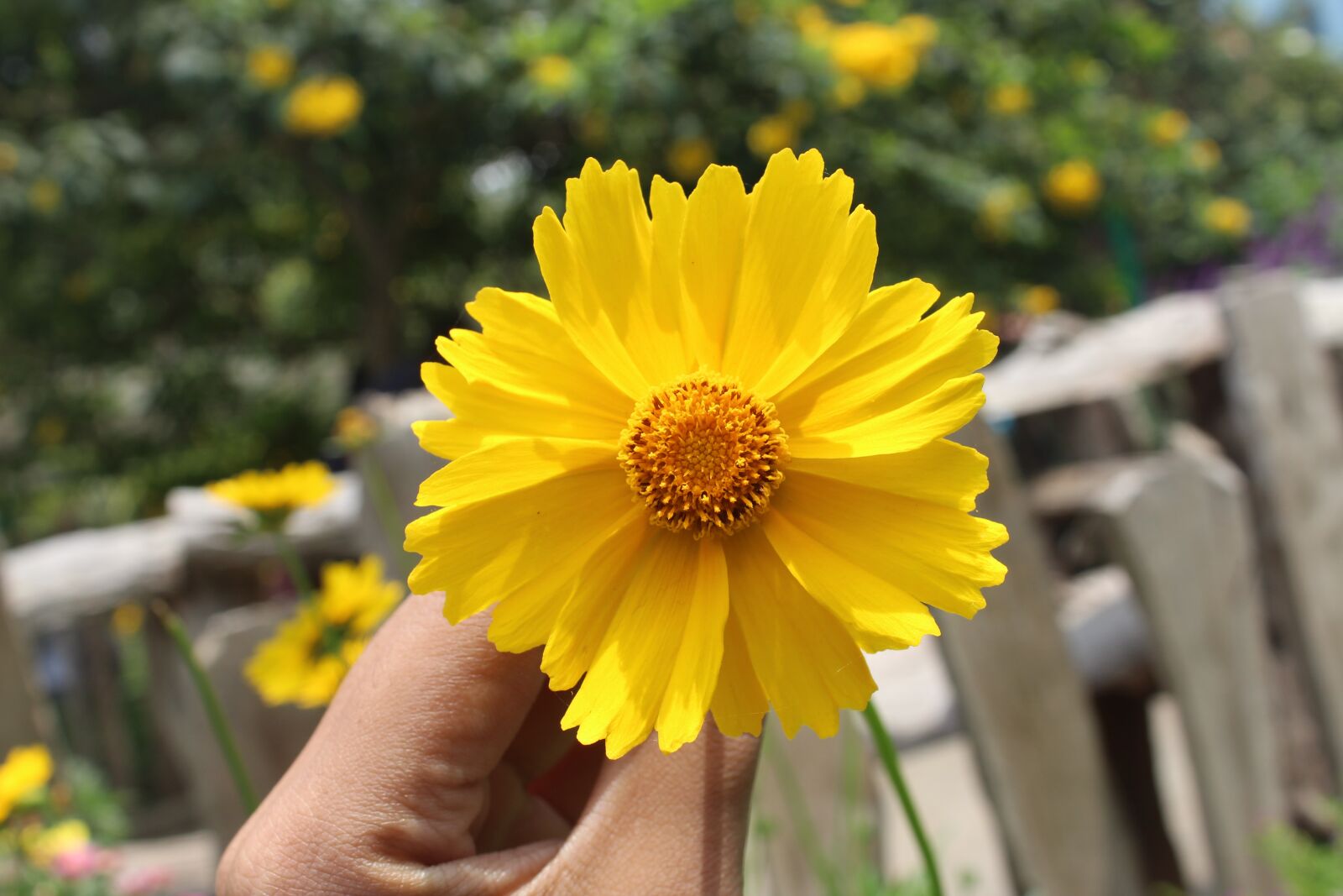 Canon EOS 1300D (EOS Rebel T6 / EOS Kiss X80) sample photo. Flowers, yellow, hand photography