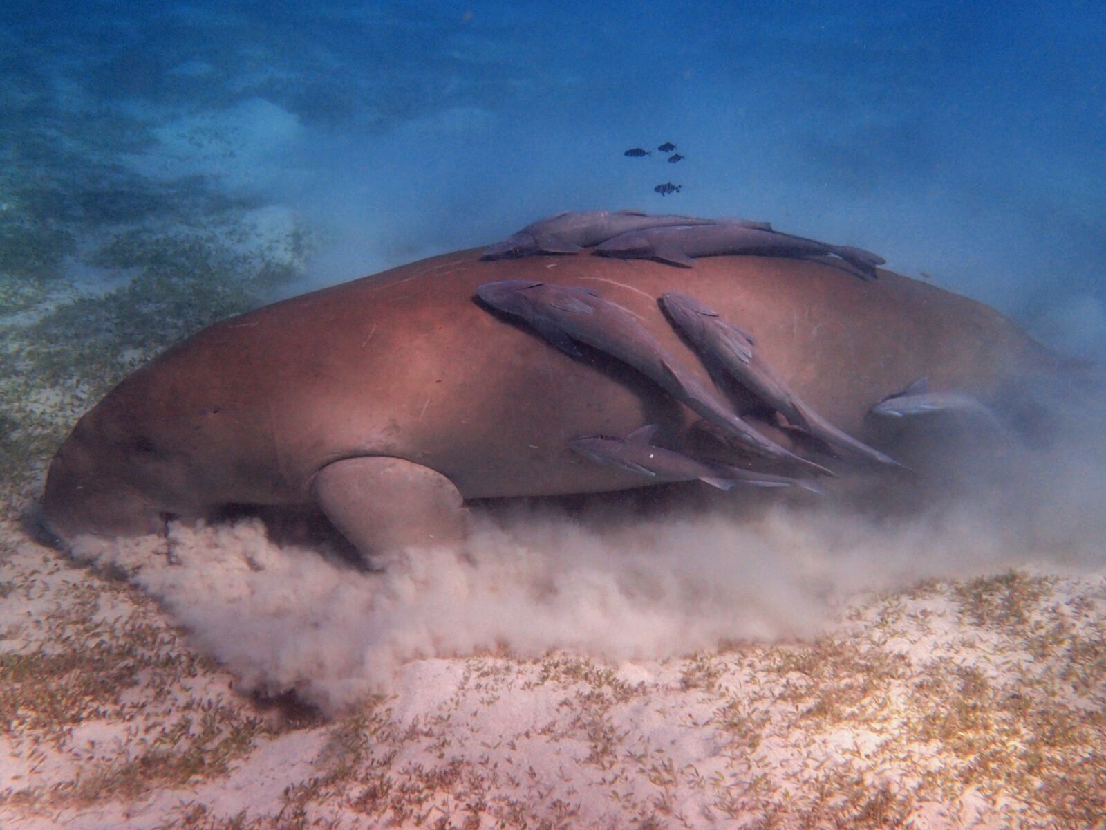 Olympus TG-4 sample photo. Dugong, manatee, snorkeling photography