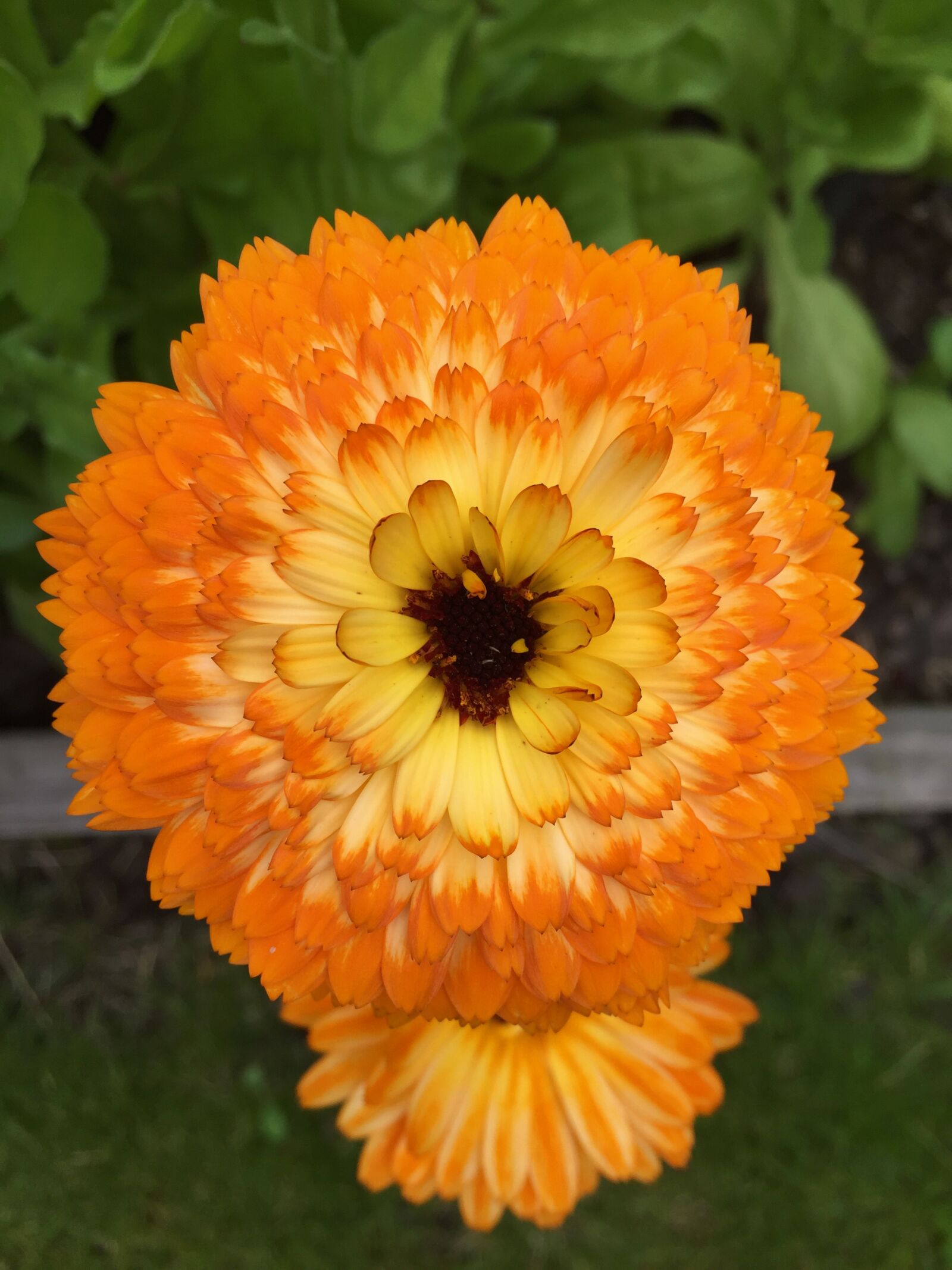 iPhone 6 back camera 4.15mm f/2.2 sample photo. Flower, orange, marigold photography