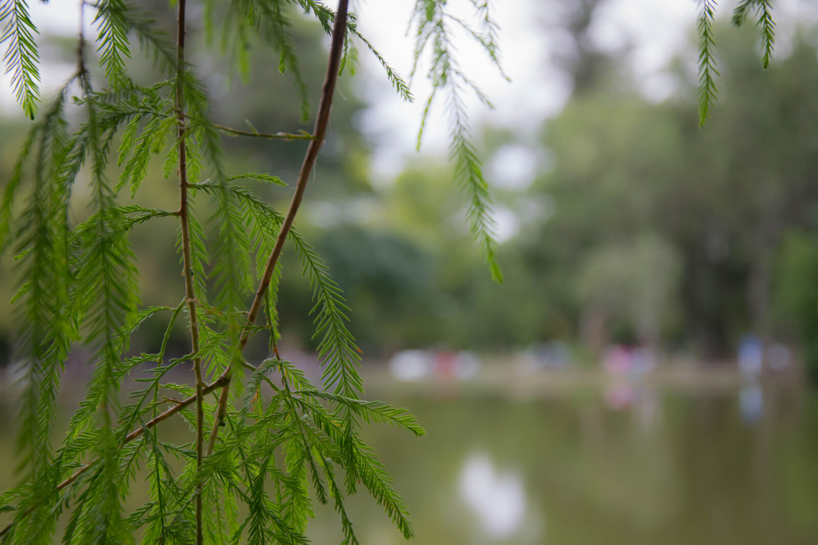 Nikon D5300 sample photo. Macro, photography, adobe, d5300 photography