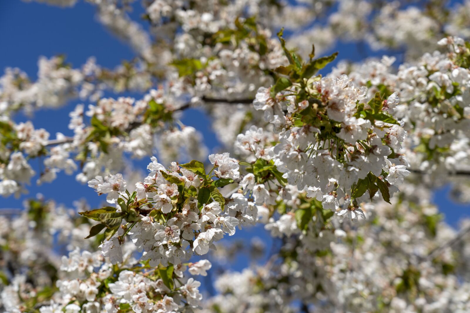Sony FE 24-105mm F4 G OSS sample photo. Flowers, flowering, spring photography