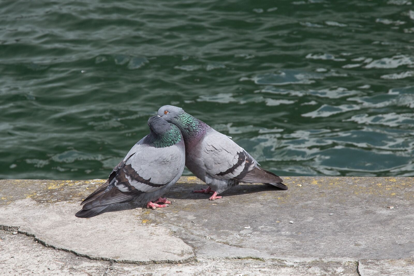 Canon EF 24-105mm F4L IS USM sample photo. Dove, turtle dove, love photography