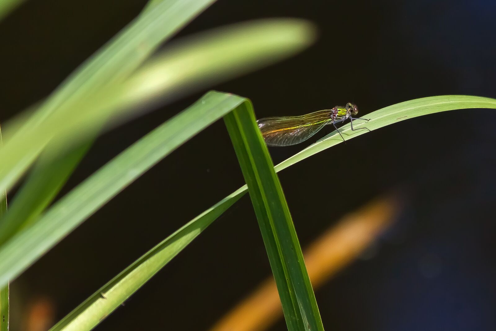 Canon EOS 50D sample photo. Dragonfly, water, waters photography