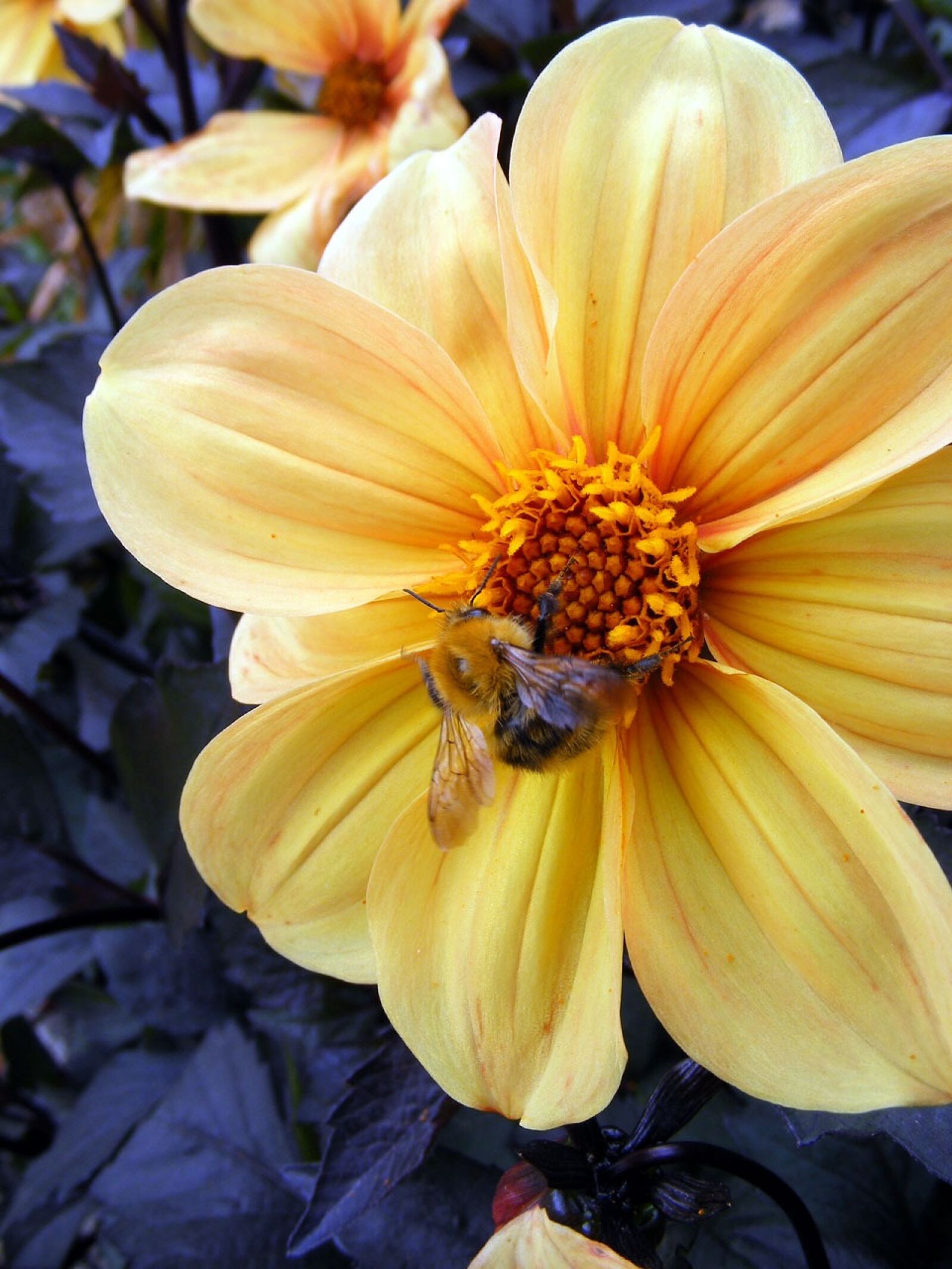 Fujifilm FinePix S5700 S700 sample photo. Flower, yellow, bee photography