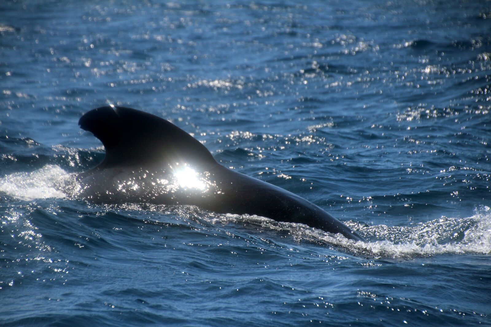 Canon EOS 700D (EOS Rebel T5i / EOS Kiss X7i) sample photo. Wal, marine biology, exploration photography