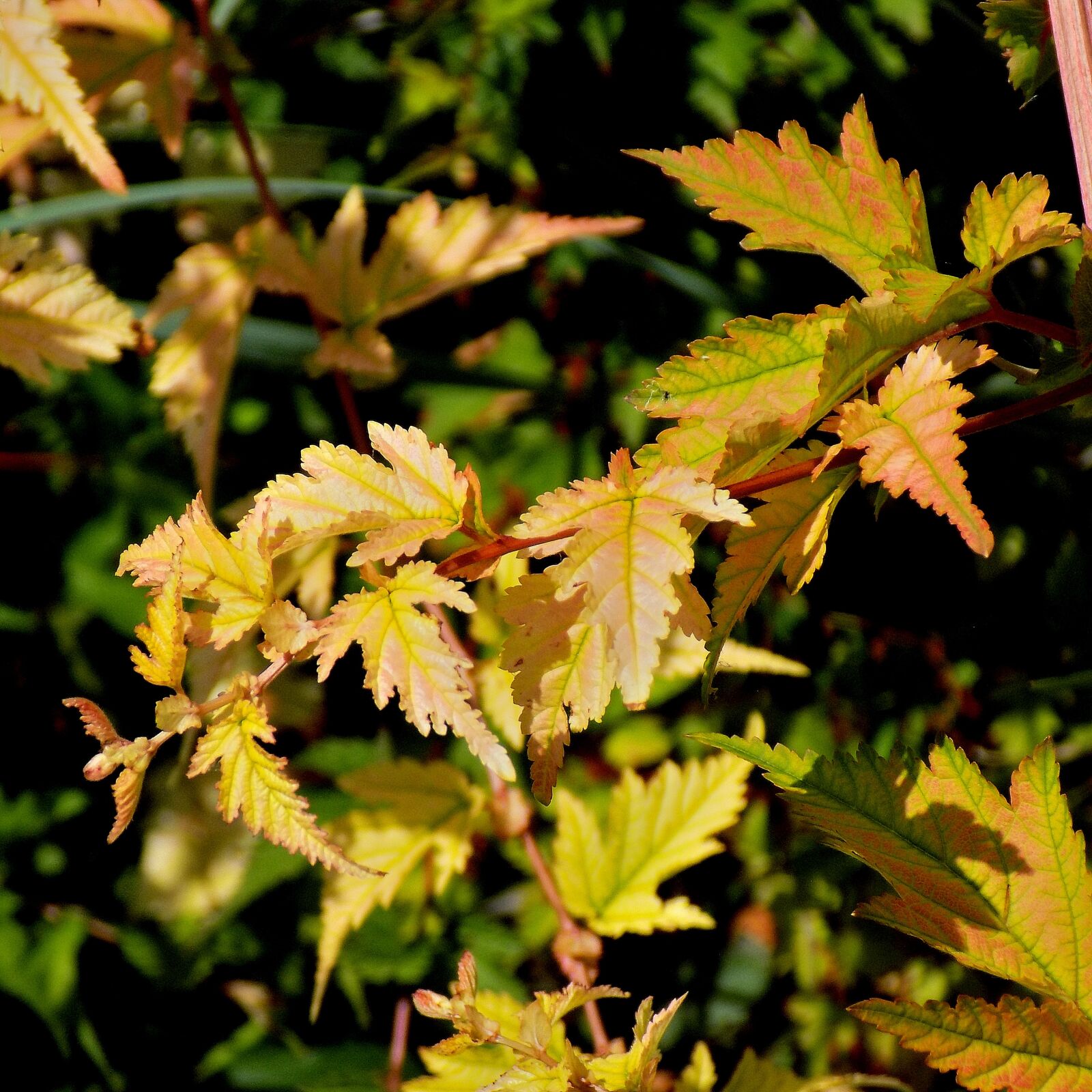 Nikon COOLPIX L330 sample photo. Sheet, nature, outdoors photography