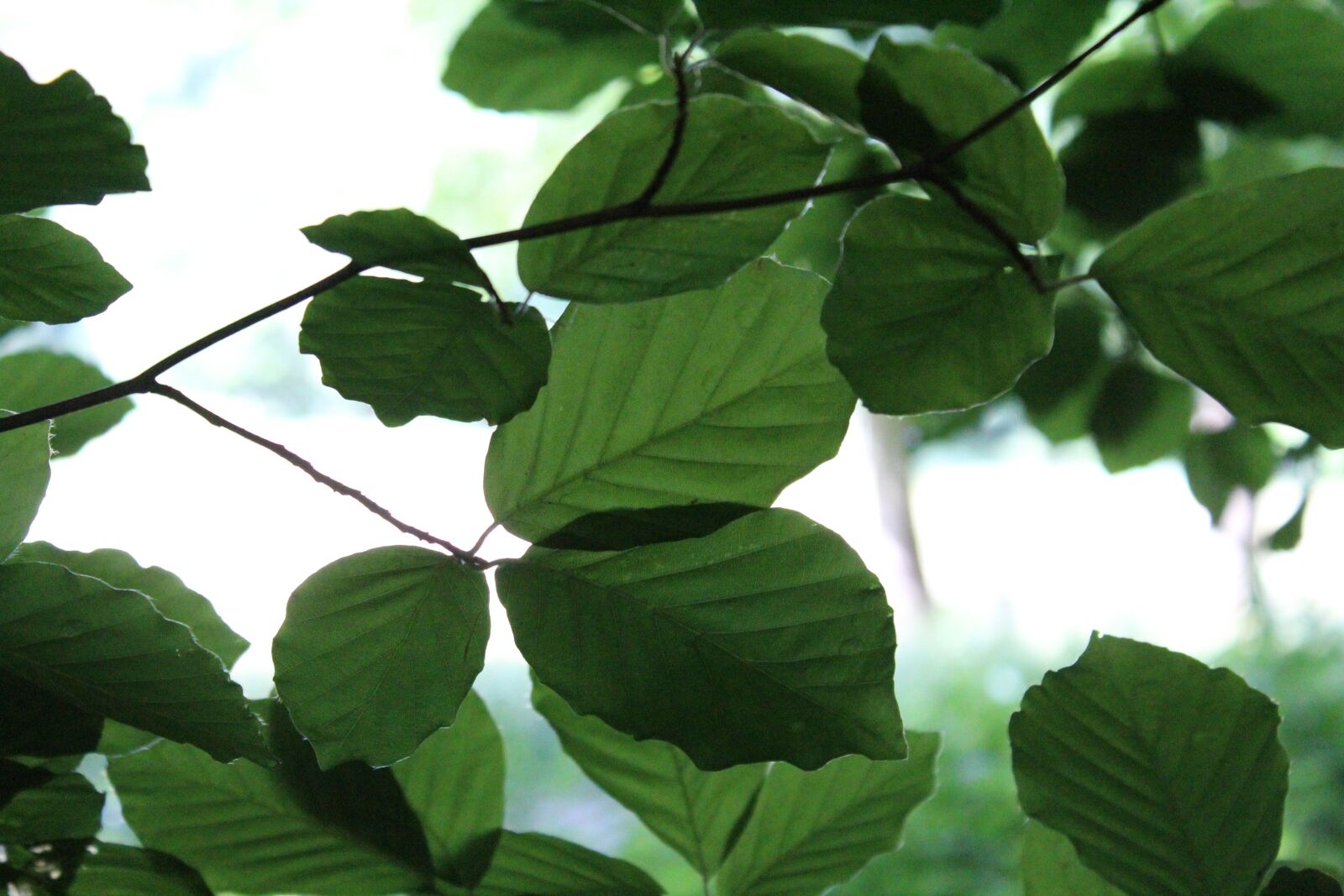 Canon EOS 1300D (EOS Rebel T6 / EOS Kiss X80) sample photo. Leaves, beech, green photography