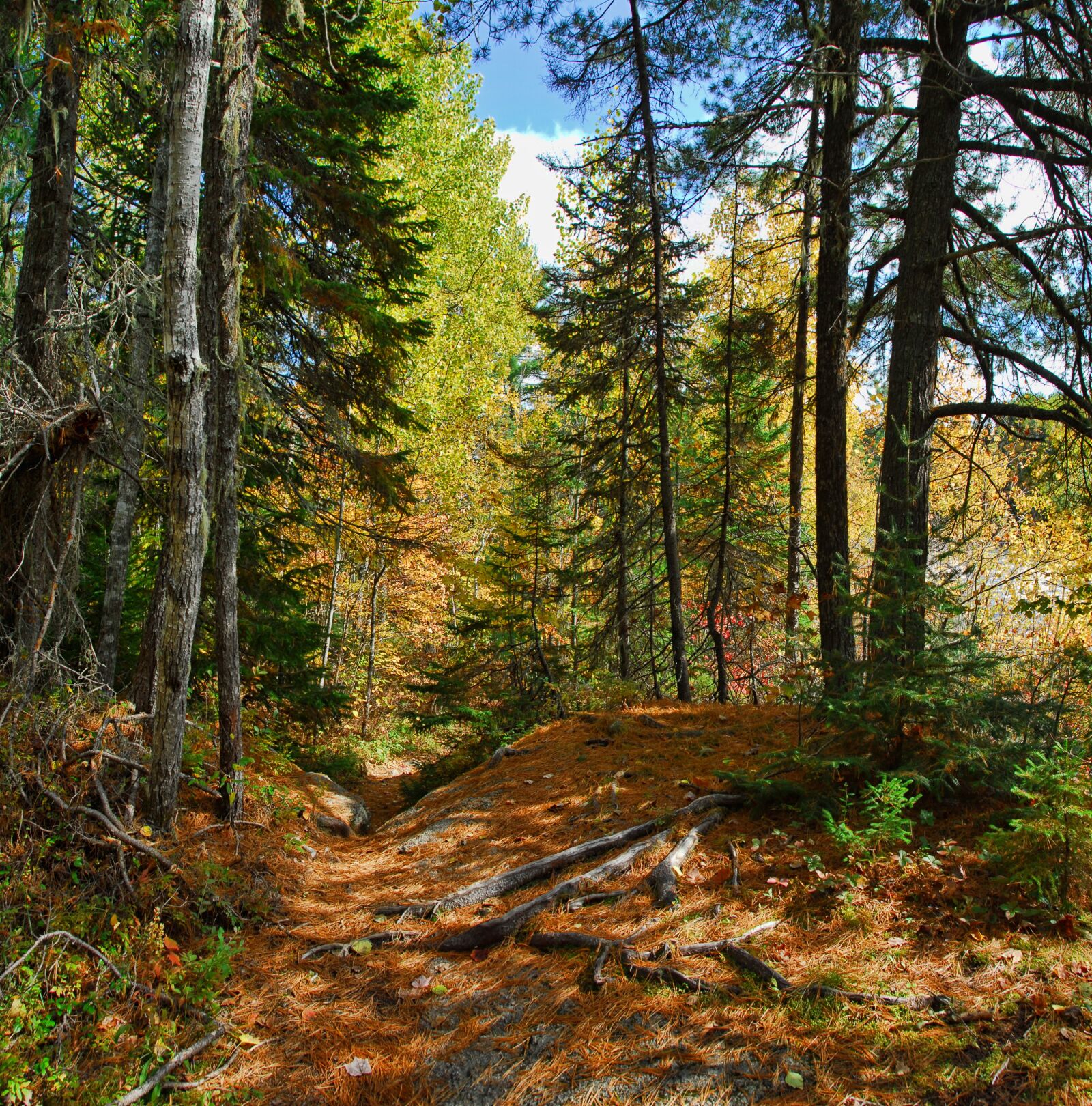 Nikon D200 sample photo. Autumn, fall, colors photography