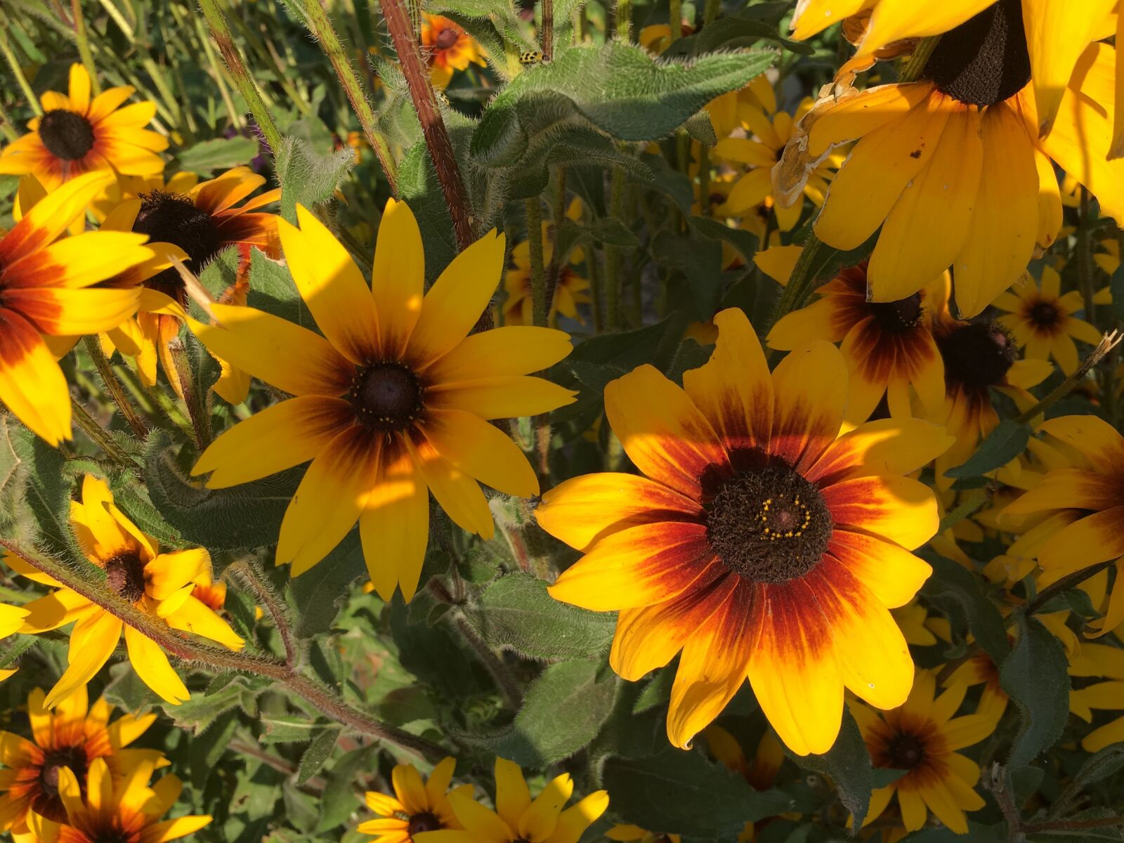 iPhone 6s back camera 4.15mm f/2.2 sample photo. Daisy, flowers photography